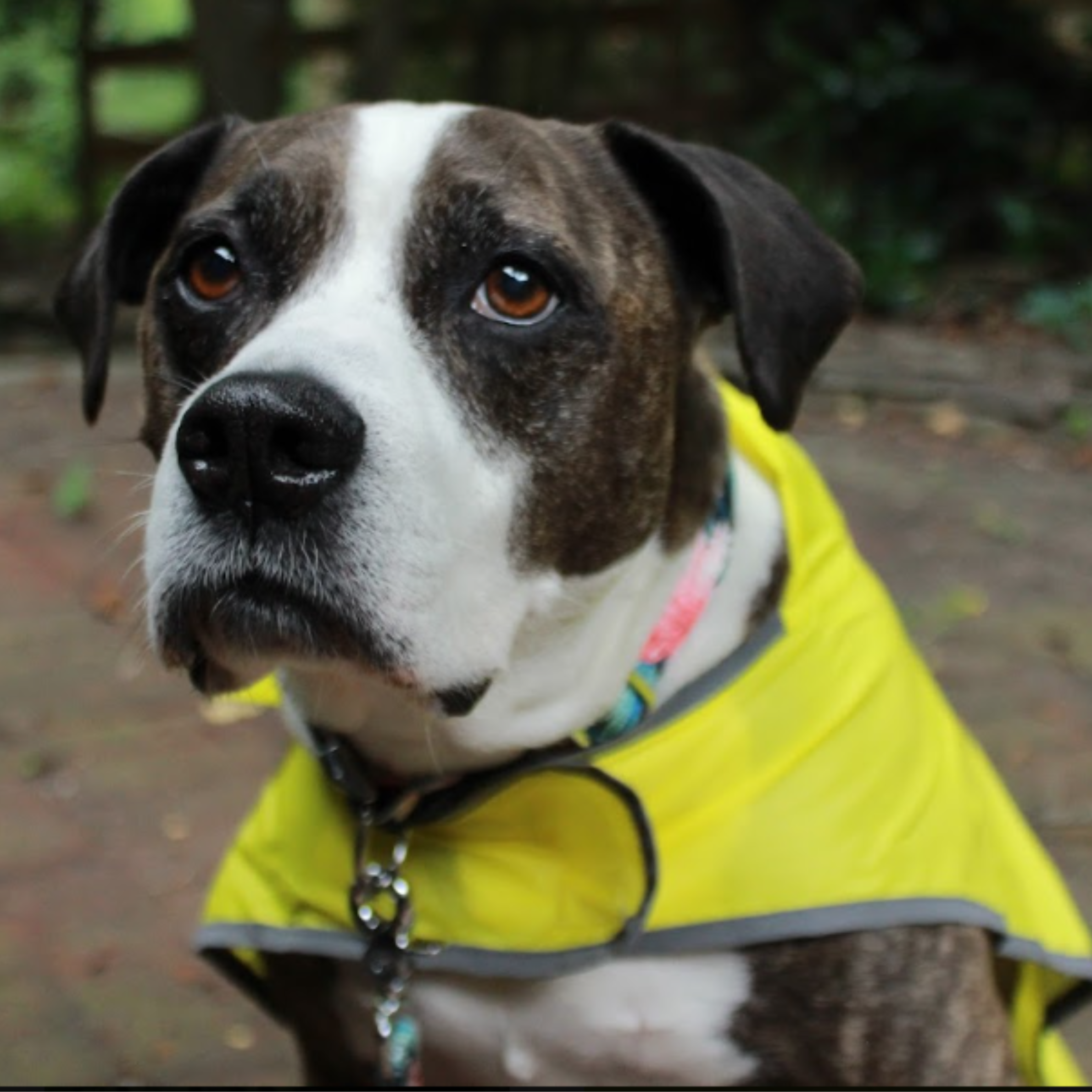 Tommy Bahama Pet - Packable Raincoat