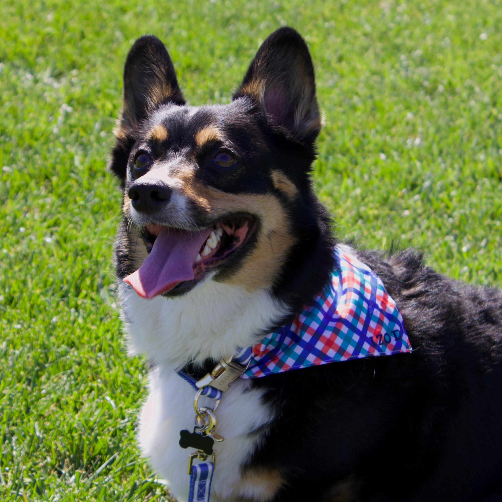 Izod Pet - Bandana | HT Animal Supply