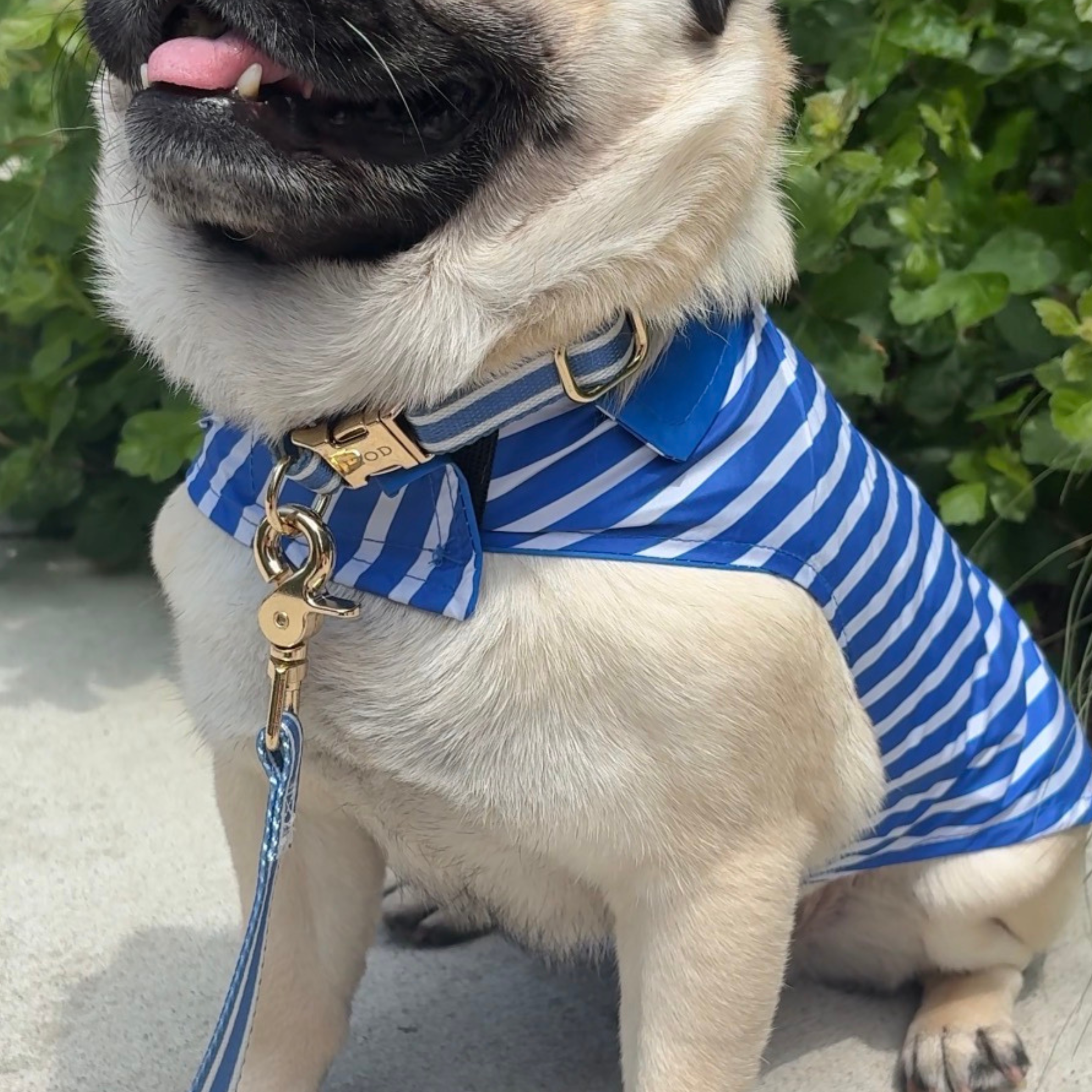 IZOD Pet - Collar & Leash Set