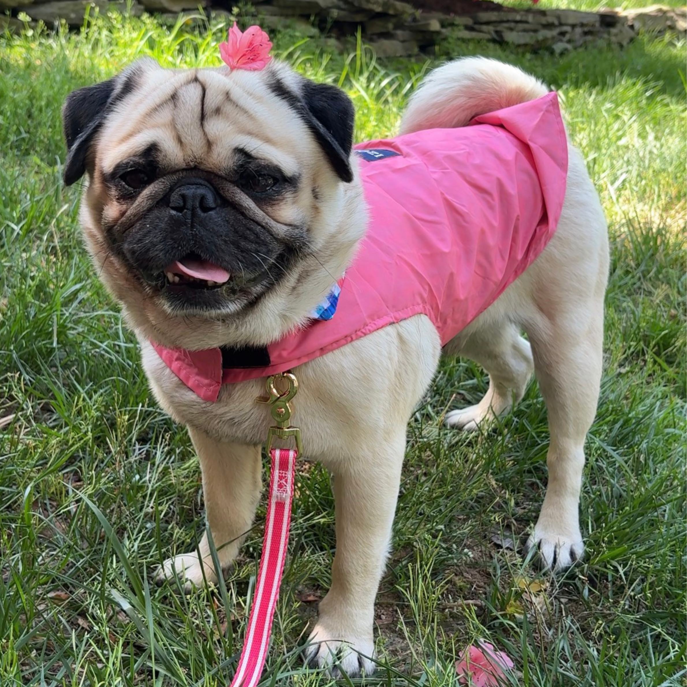 IZOD Pet - Frandy