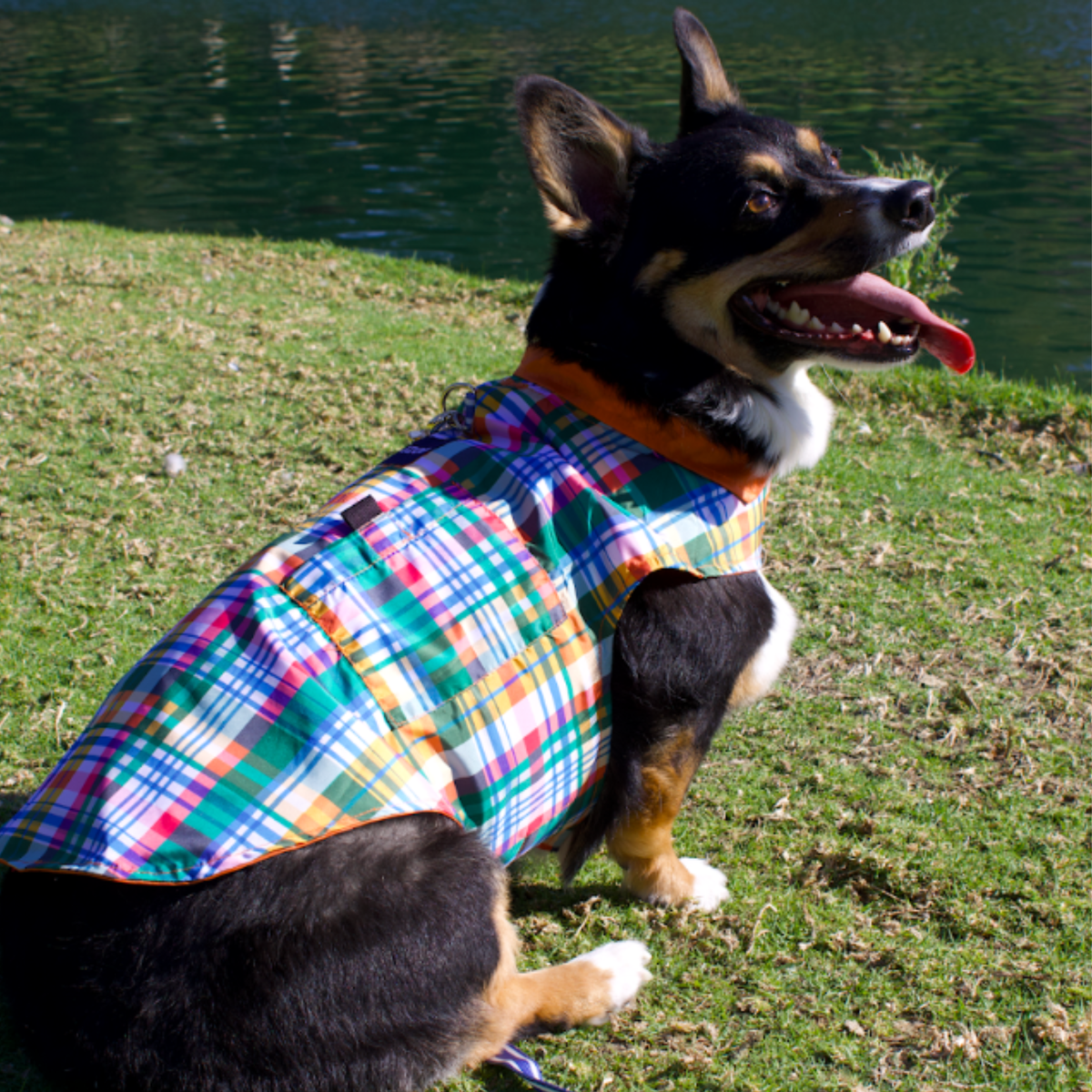 IZOD Pet - Frandy