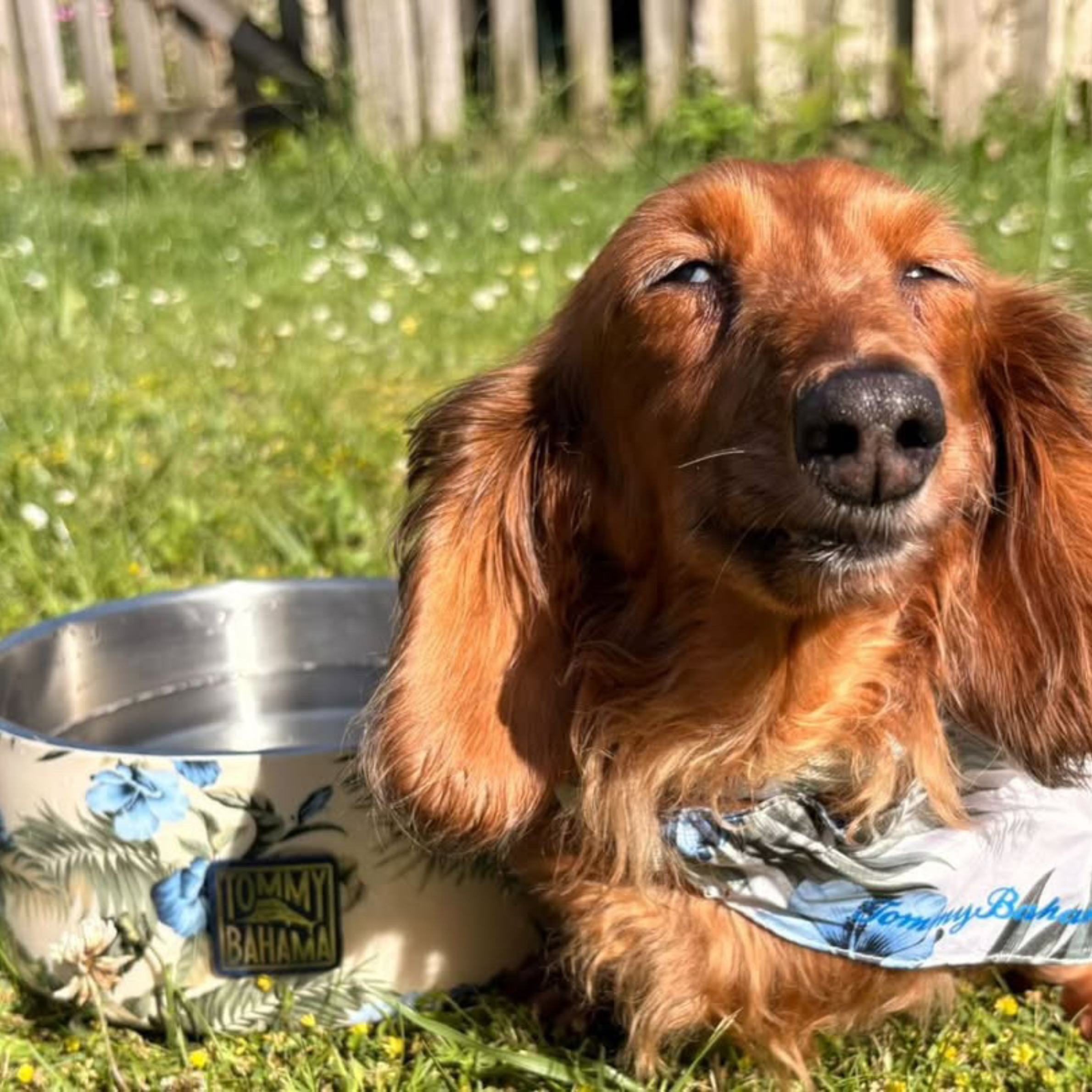 Tommy Bahama Pet - Double Insulated Stainless Steel Bowls | HT Animal Supply
