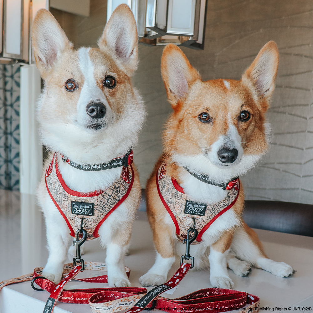 Dog Adjustable Harness - Harry Potter™ Marauders Map™