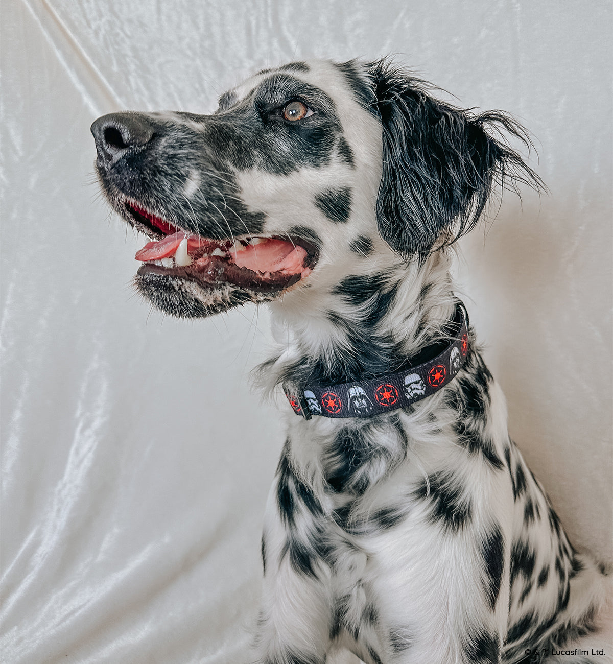 Dog Collar - STAR WARS™ The Dark Side