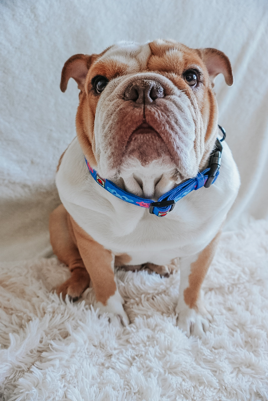 Dog Collar - Blues Clues™