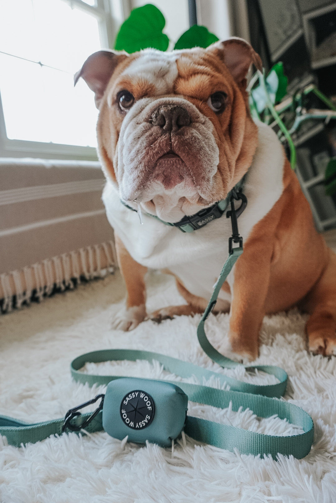 Dog Collar - Sage