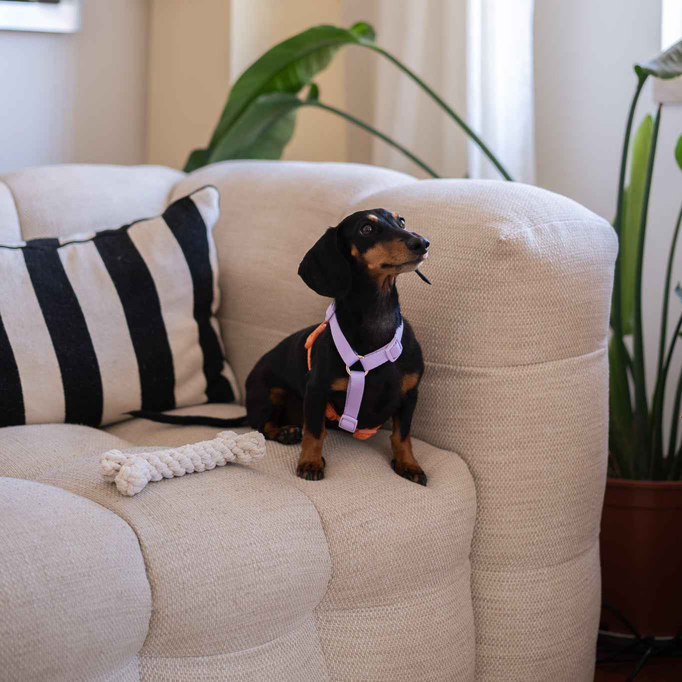 Lavender and Terracotta - Dog Harness