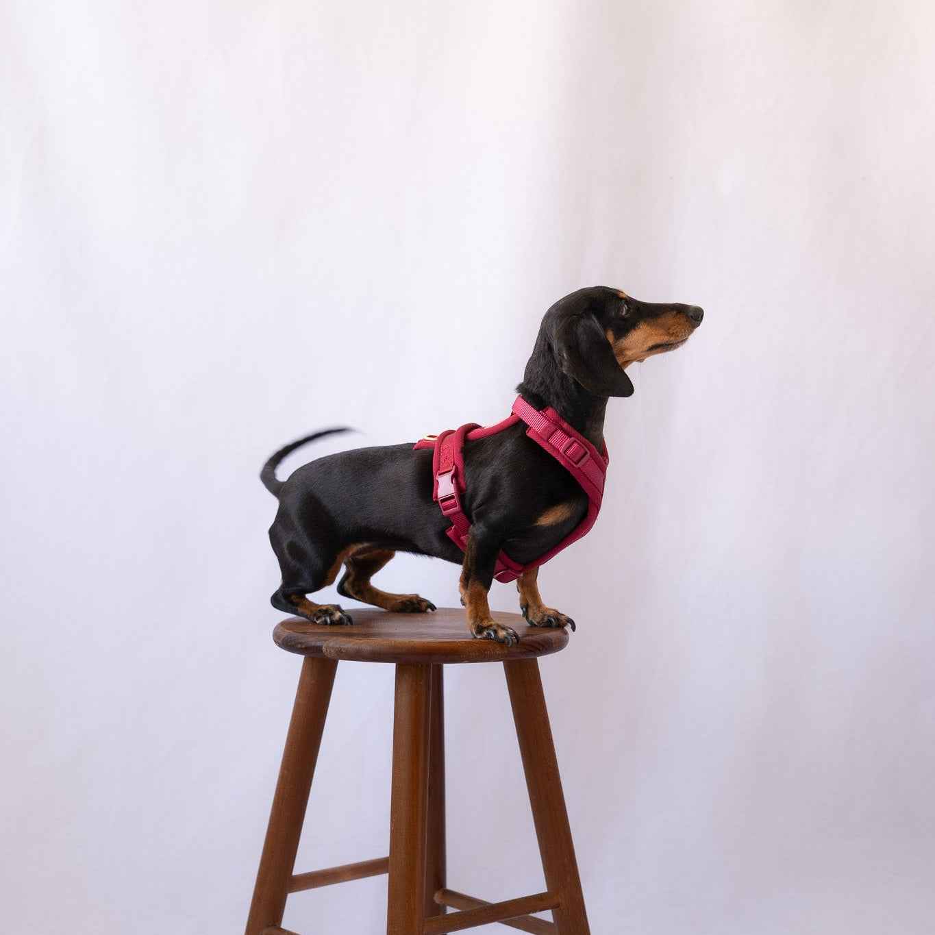 Bordeaux - Comfort Dog Harness