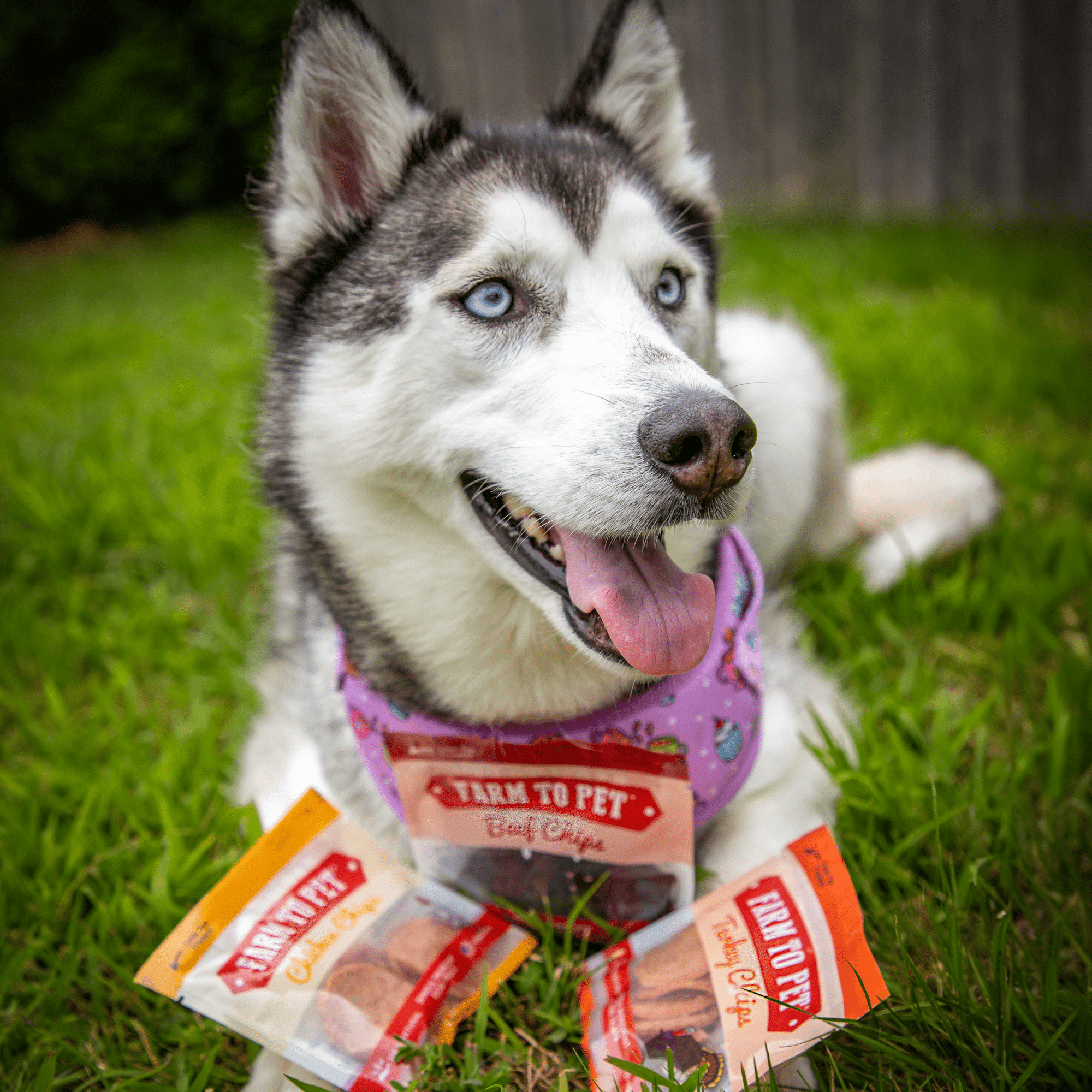 Farm To Pet Dog Treat Snack Pack Sampler