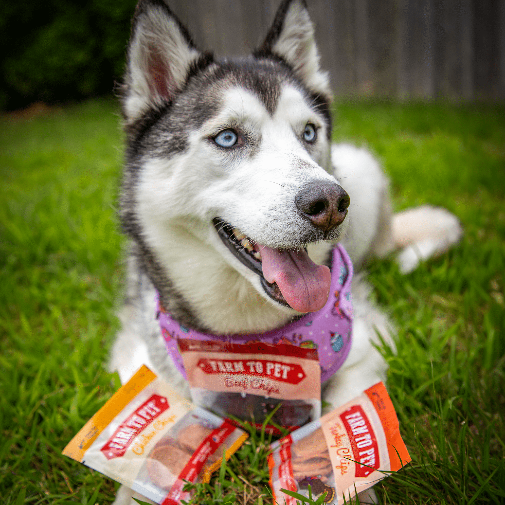 Farm To Pet Dog Treat Snack Pack Sampler