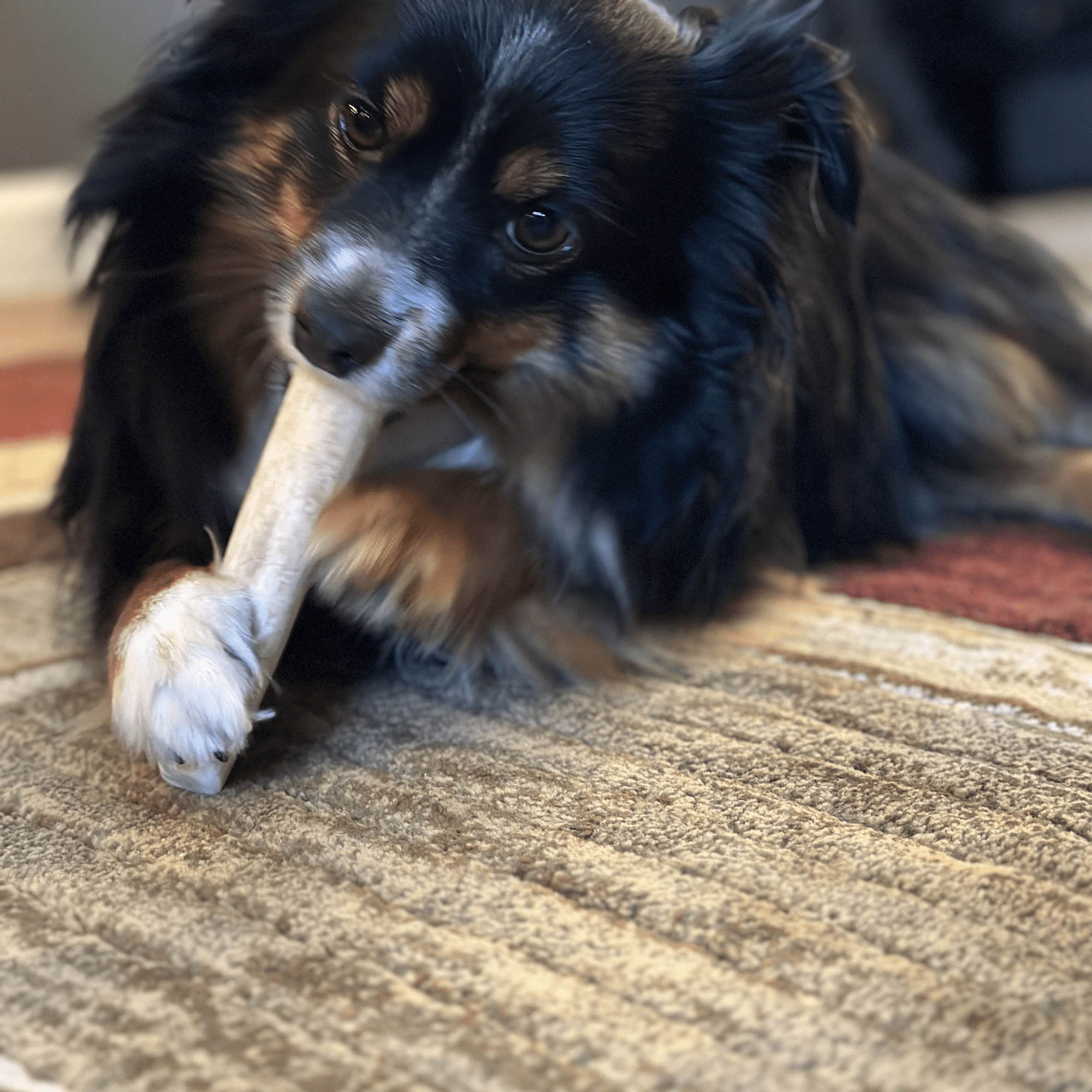 Farm To Pet Elk Antler Dog Chews