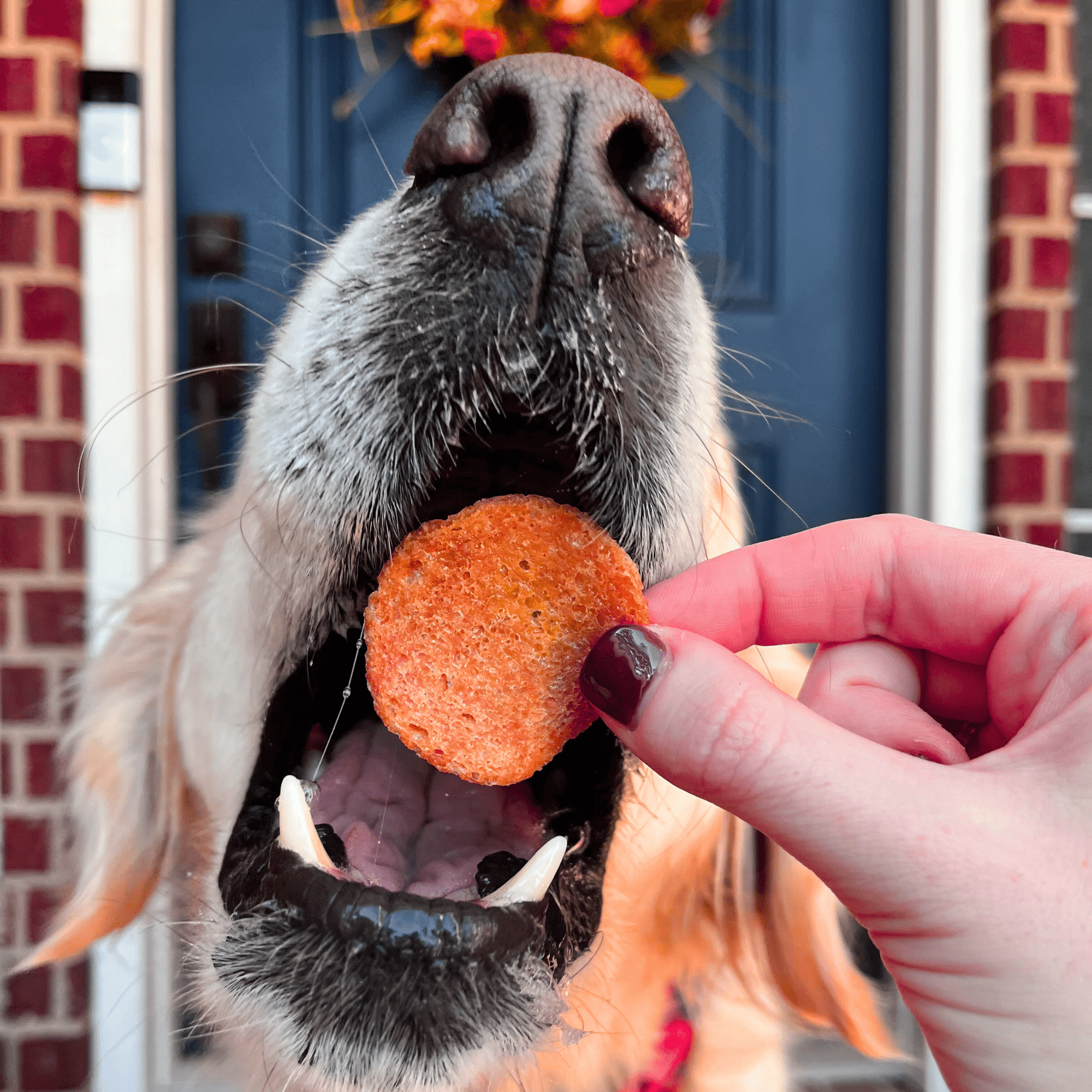 Farm To Pet Turkey Feast Chips Dog Treats