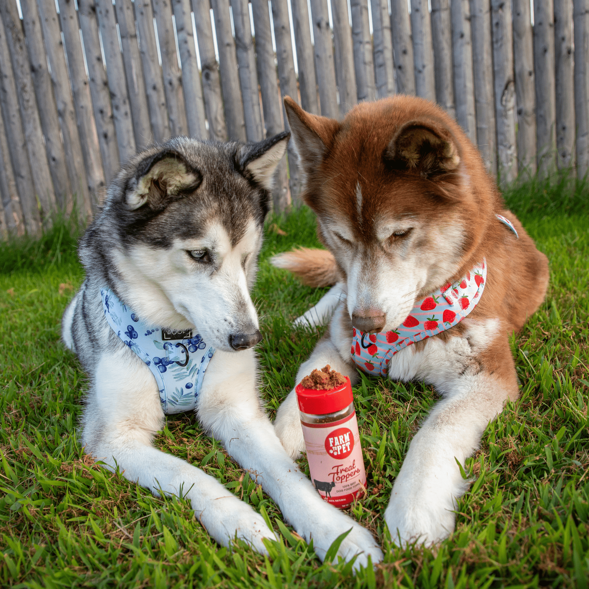 Farm To Pet Beef Treat Topper Dog Food Topper