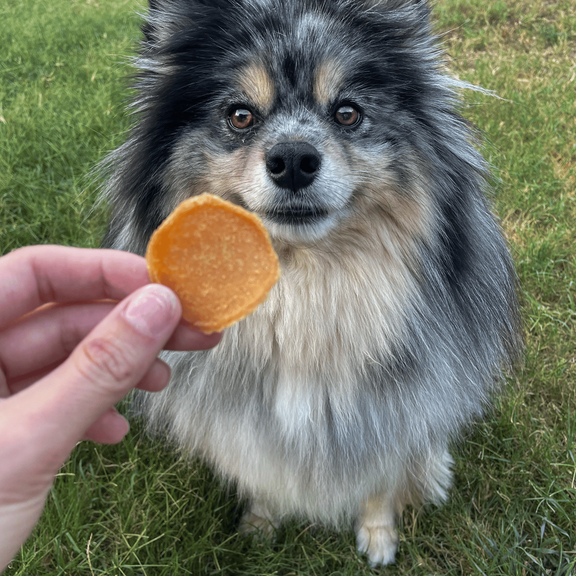 Farm To Pet Chicago Chicken Chips Dog Treats