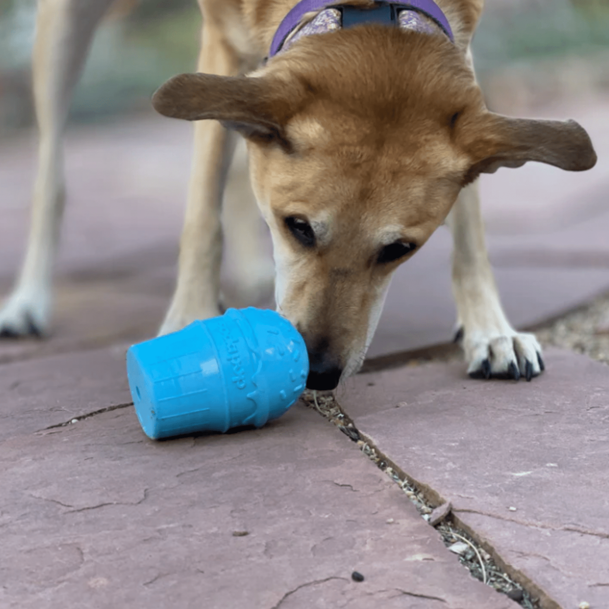 Farm To Pet Dog Treat Dispensers