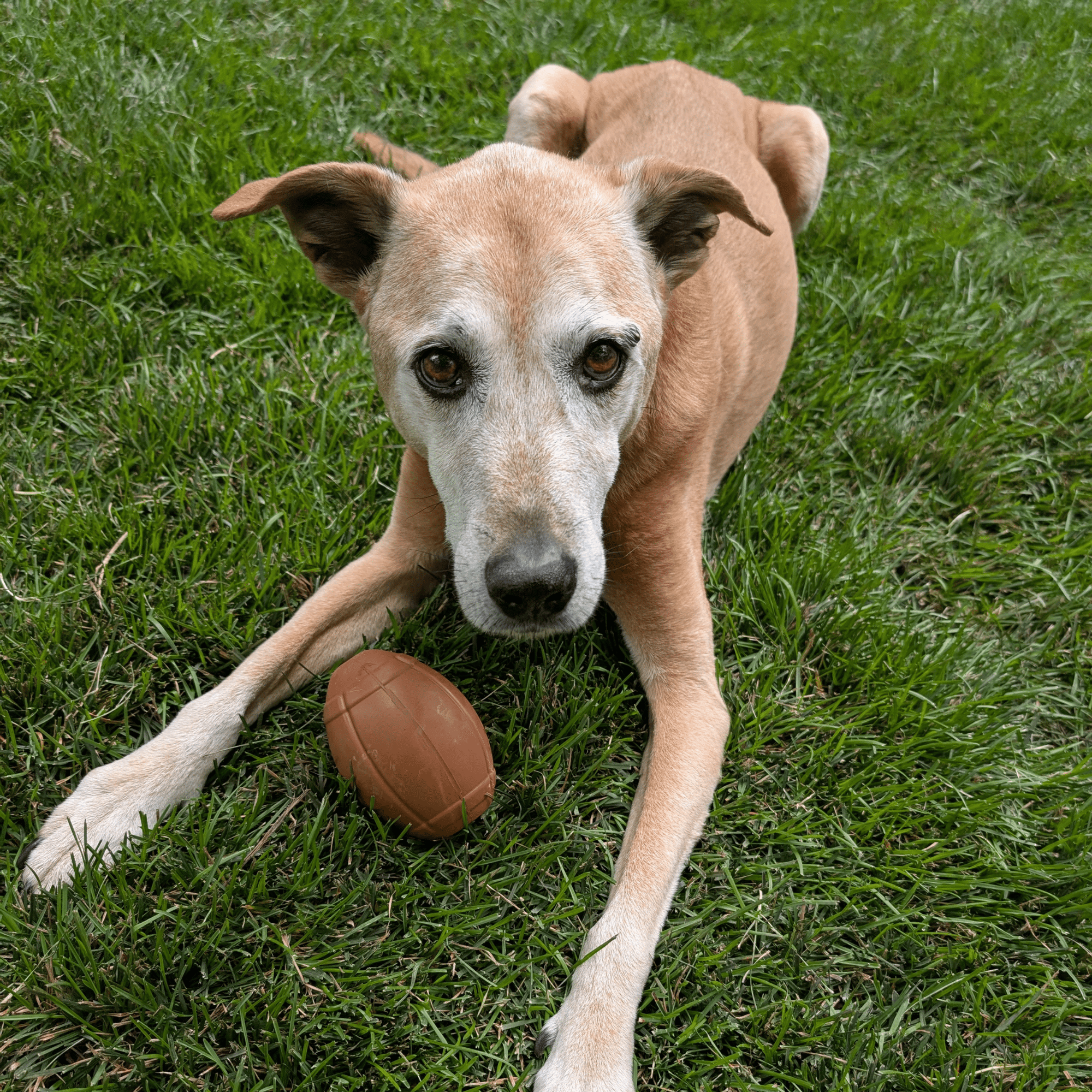 Farm To Pet Dog Treat Dispensers
