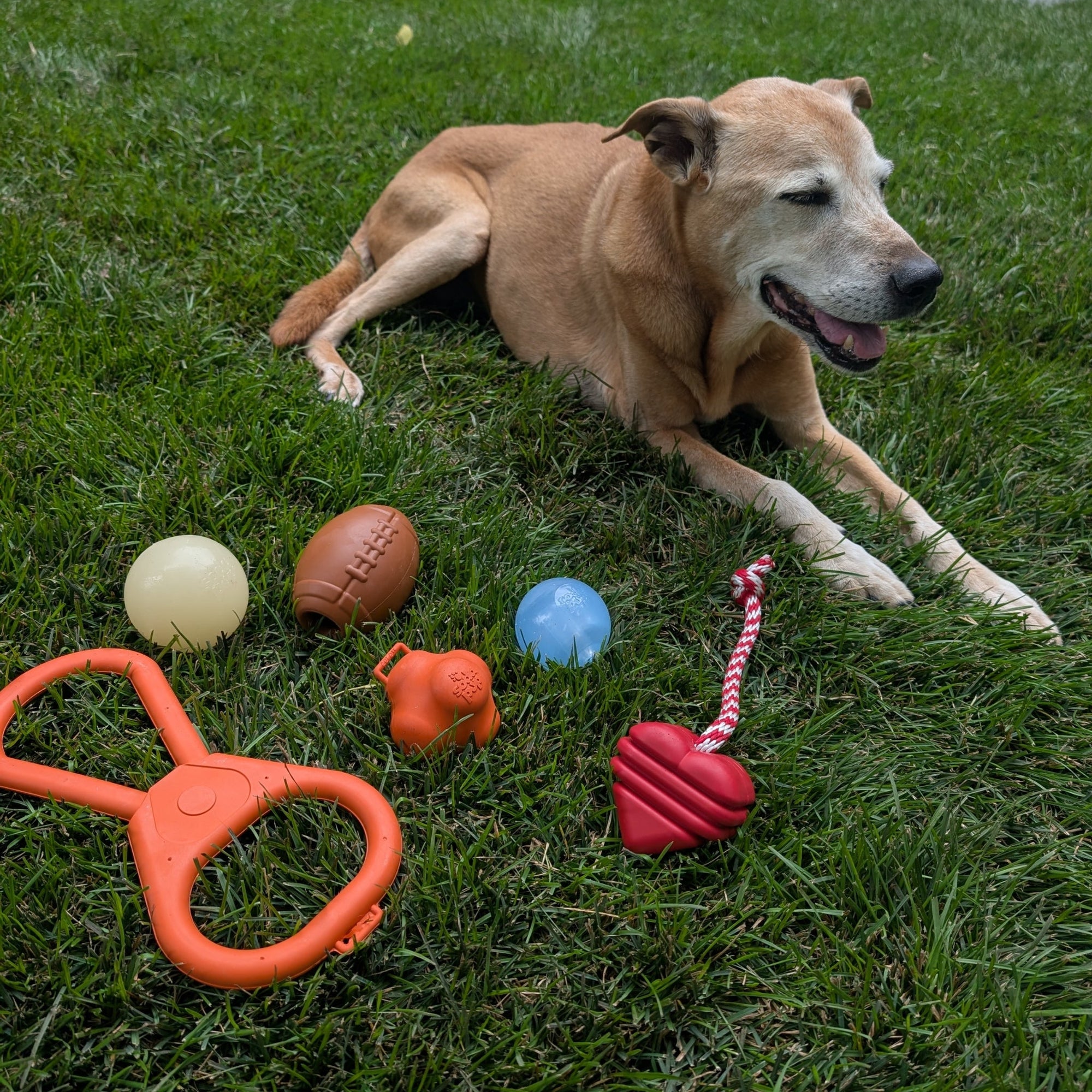 Farm To Pet Chew Toys for Dogs