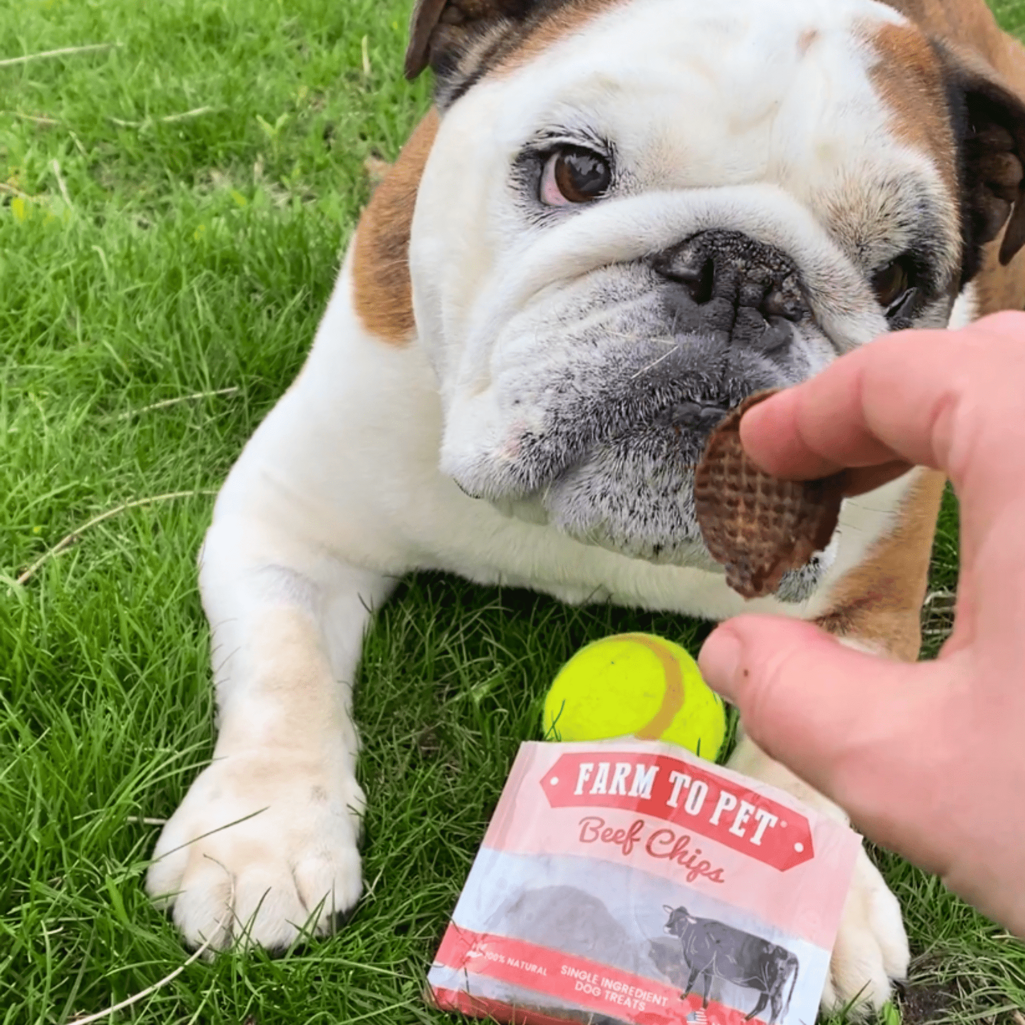 Farm To Pet Beef Chips Dog Treat Snack Pack