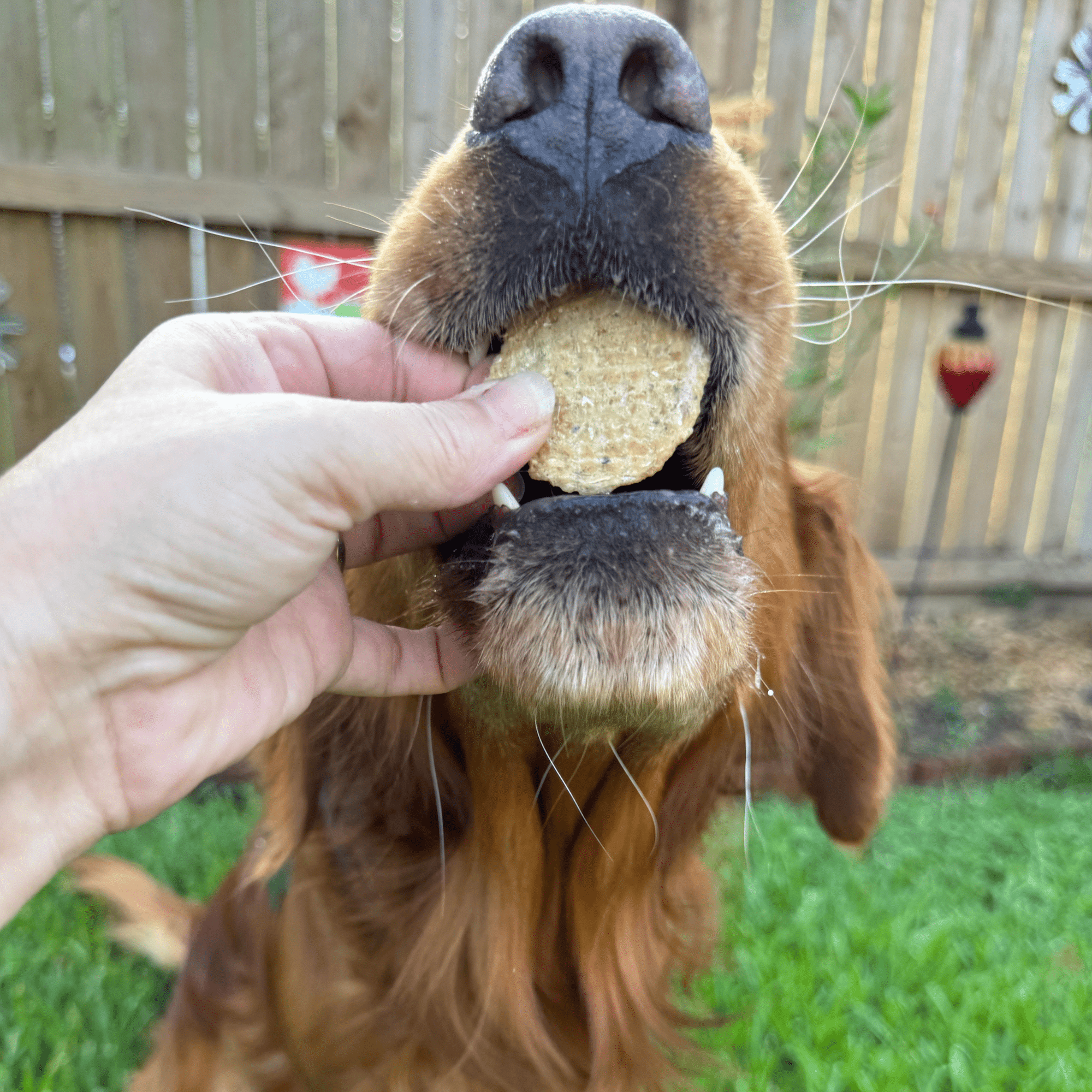 Farm To Pet Fish Chips Dog Treat Snack Pack