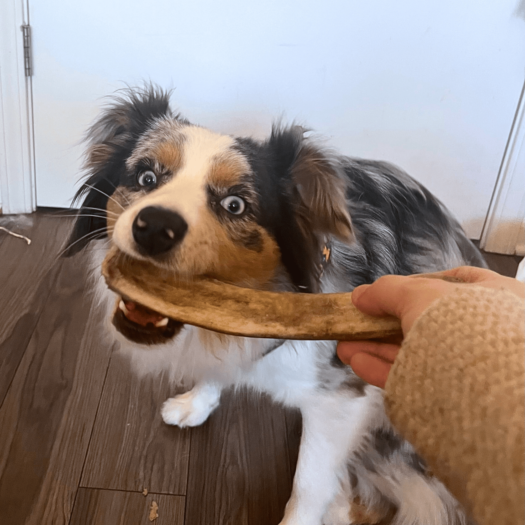 Farm To Pet Reindeer Antler Dog Chews