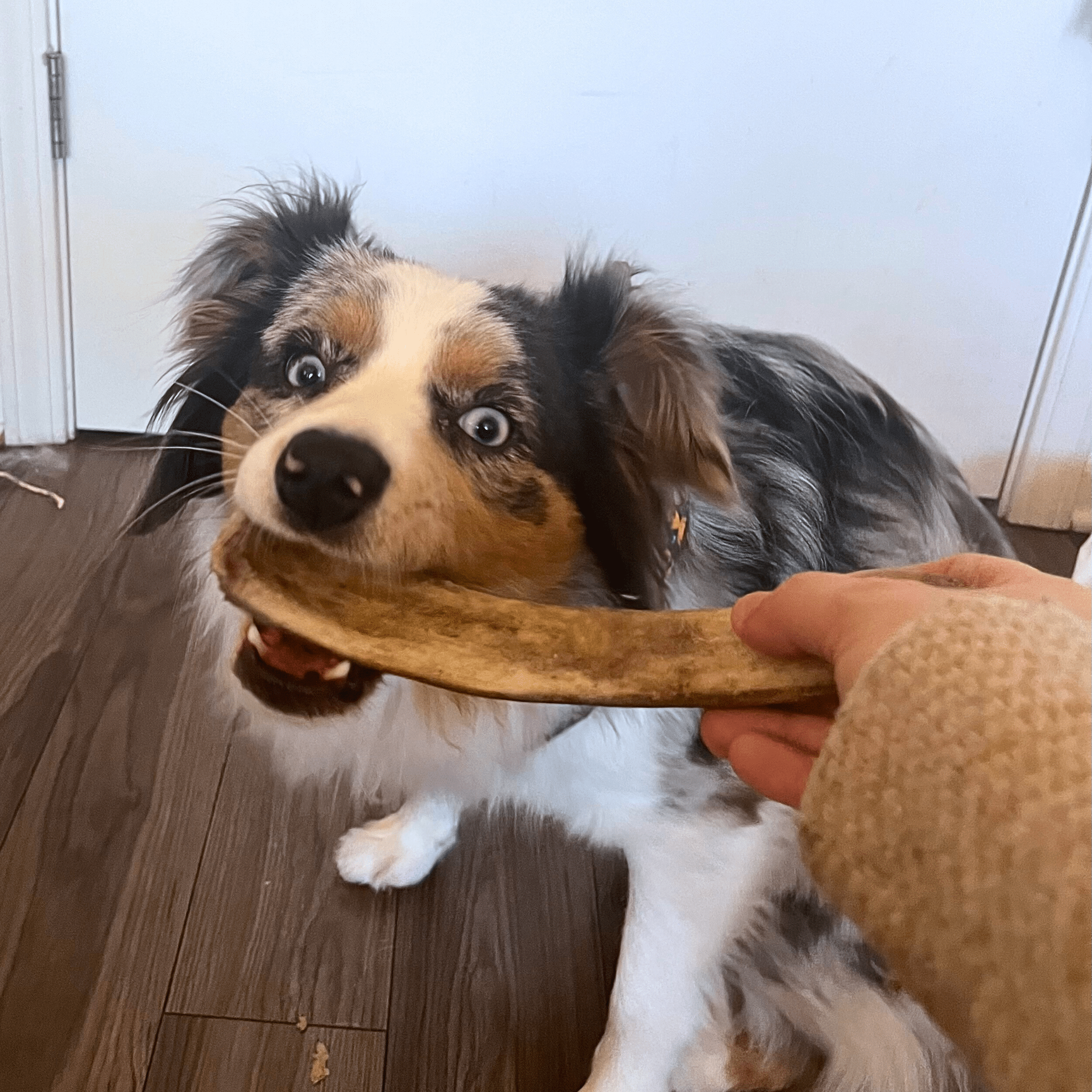 Farm To Pet Reindeer Antler Dog Chews