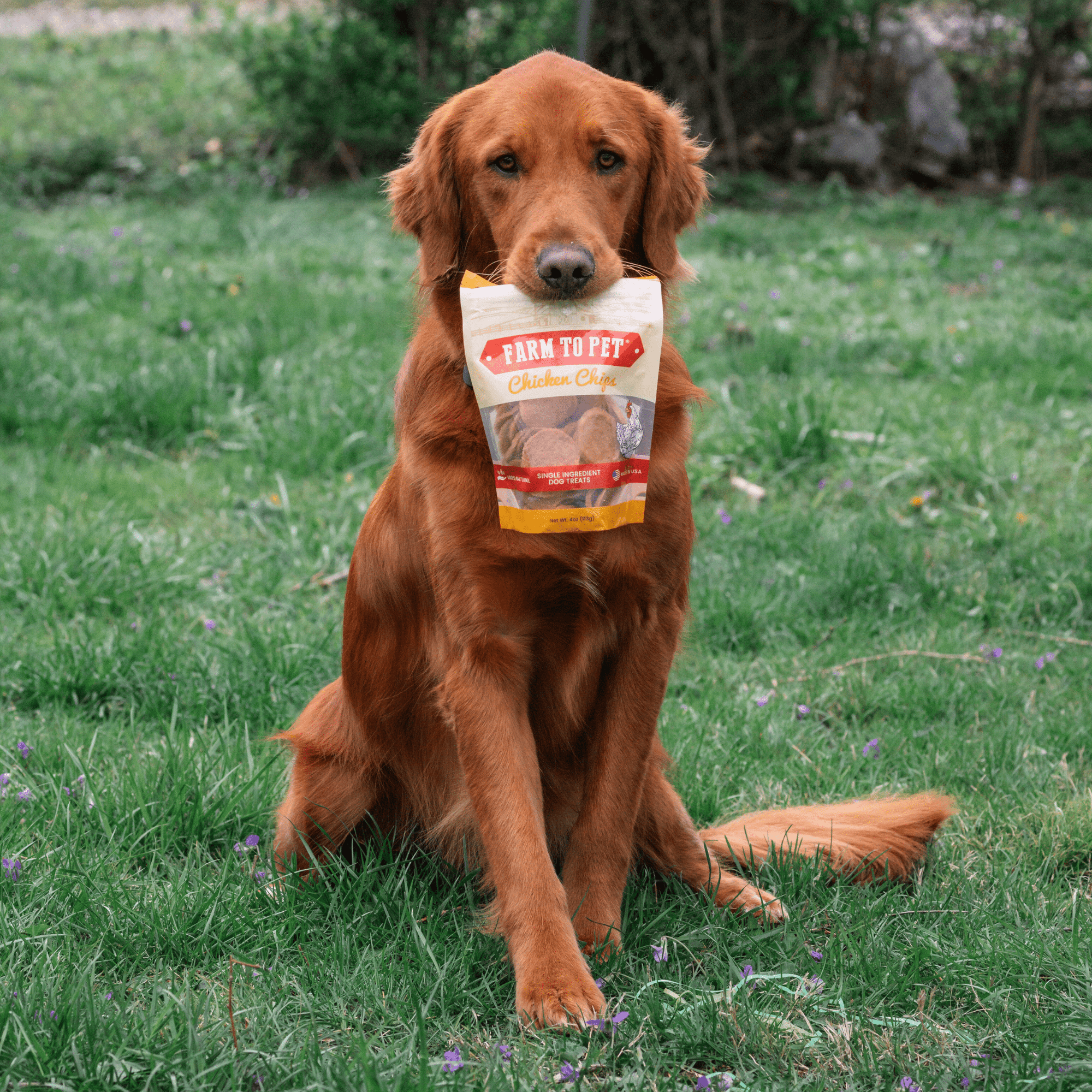 Farm To Pet Chicken Chips Dog Treats