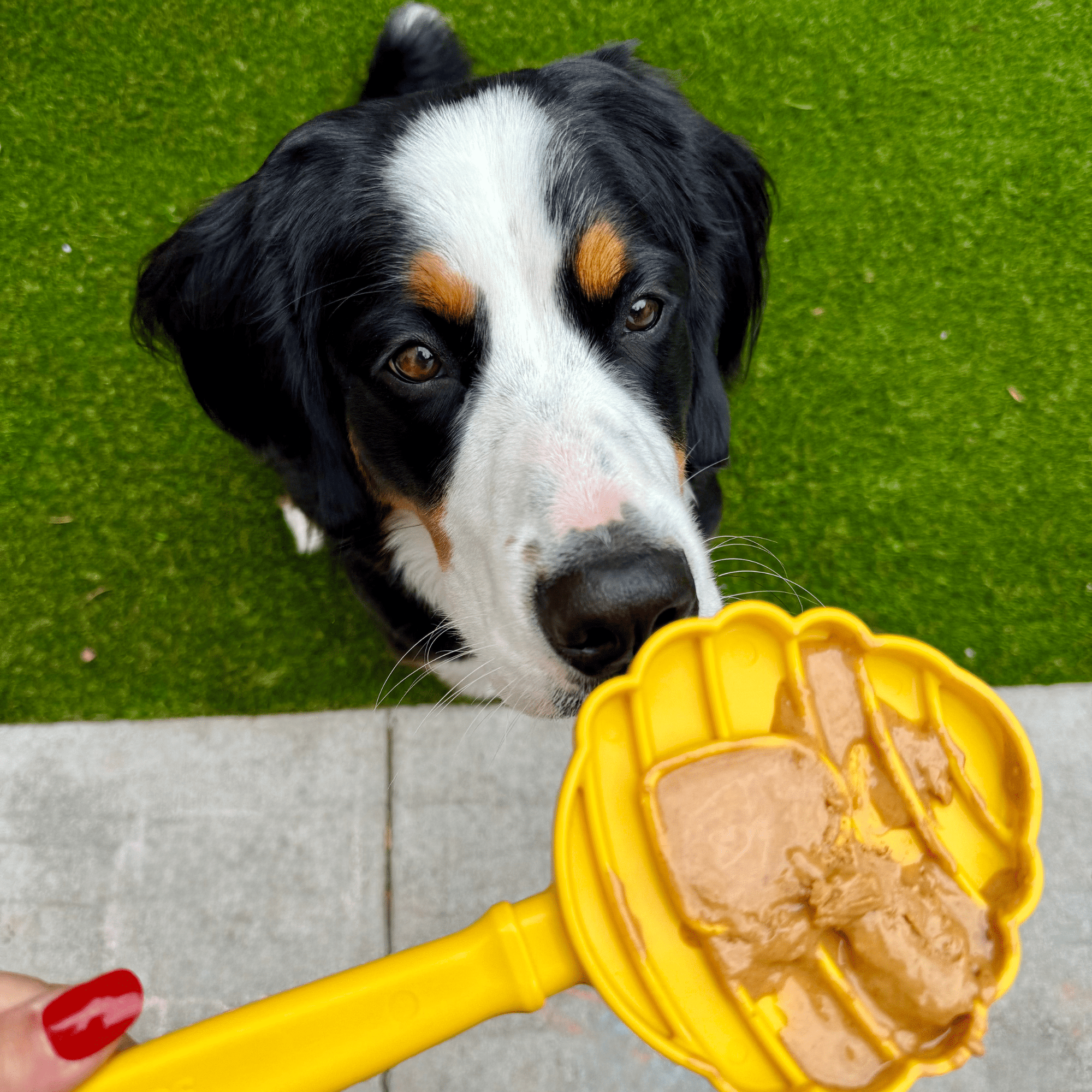 Farm To Pet Lick Sticks Interactive Dog Training Toy