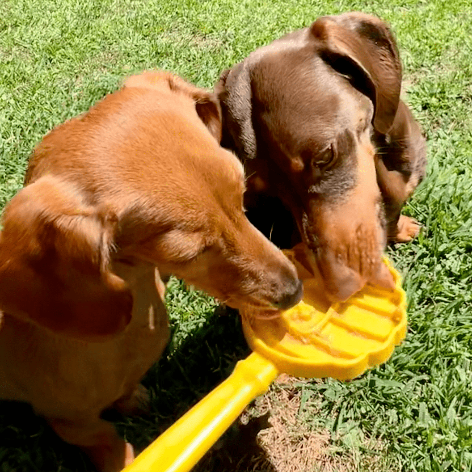 Farm To Pet Lick Sticks Interactive Dog Training Toy