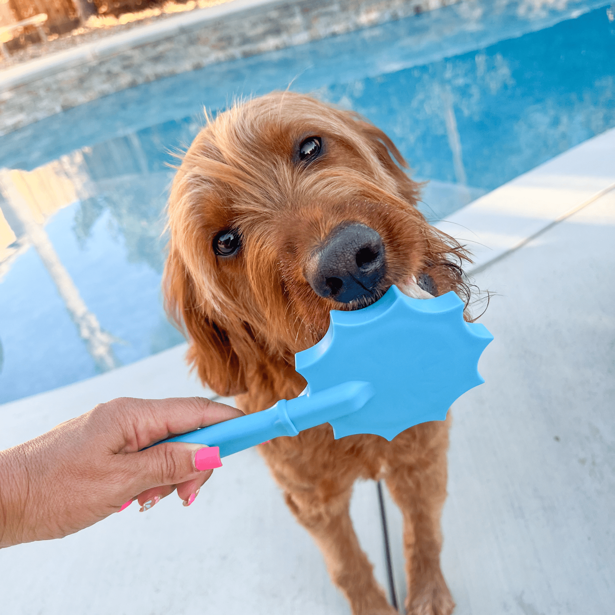 Farm To Pet Lick Sticks Interactive Dog Training Toy