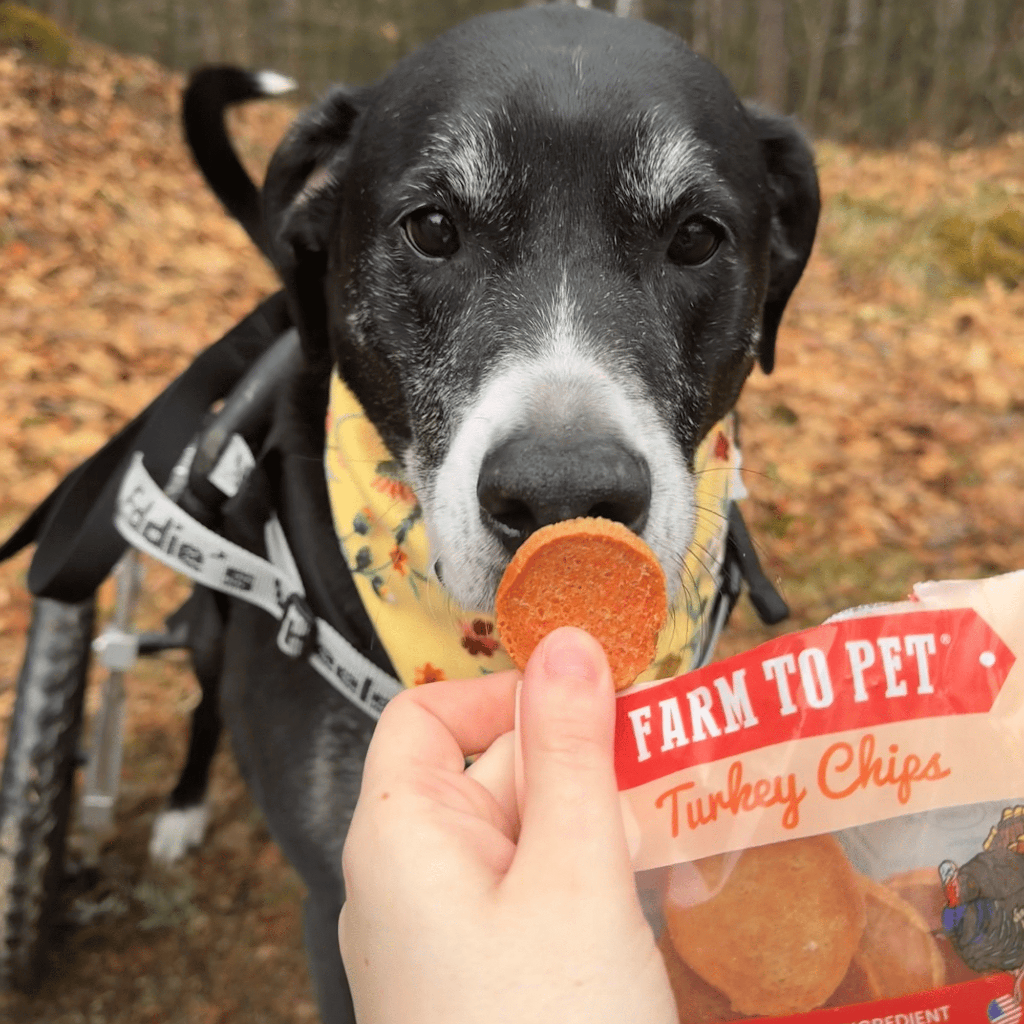 Farm To Pet Turkey Chips Dog Treat Snack Pack