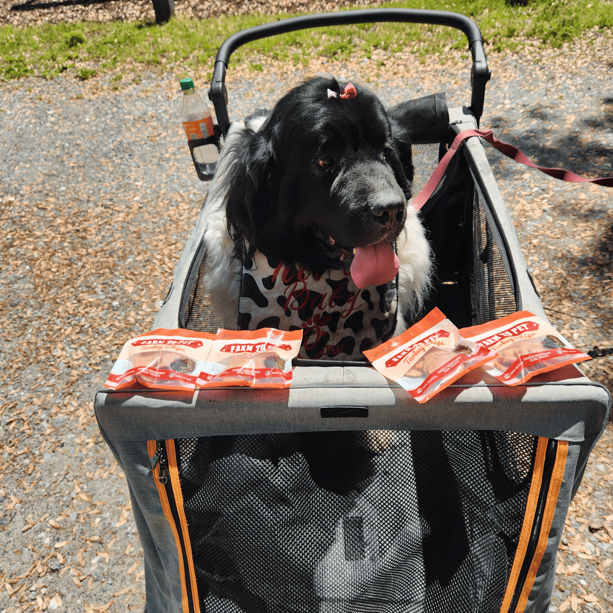 Farm To Pet Turkey Chips Dog Treat Snack Pack