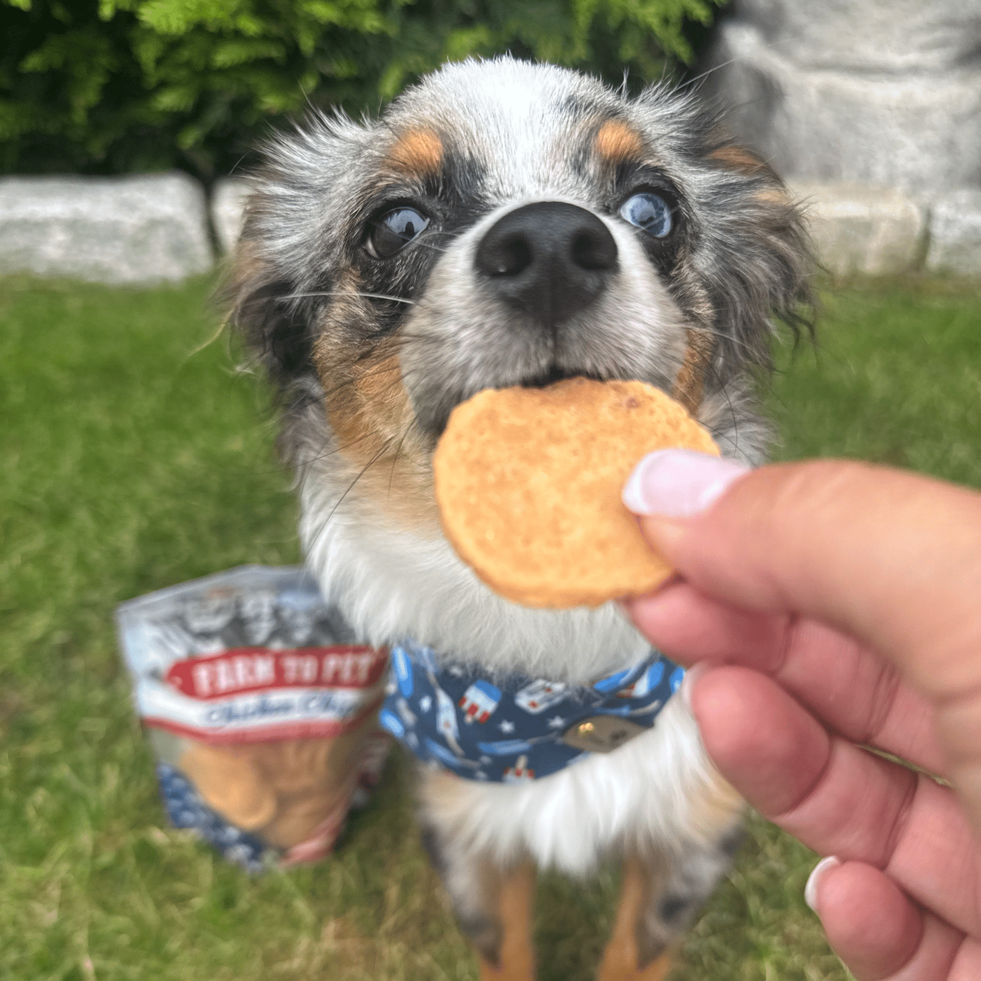 Farm To Pet Americana Chicken Chips Dog Treats