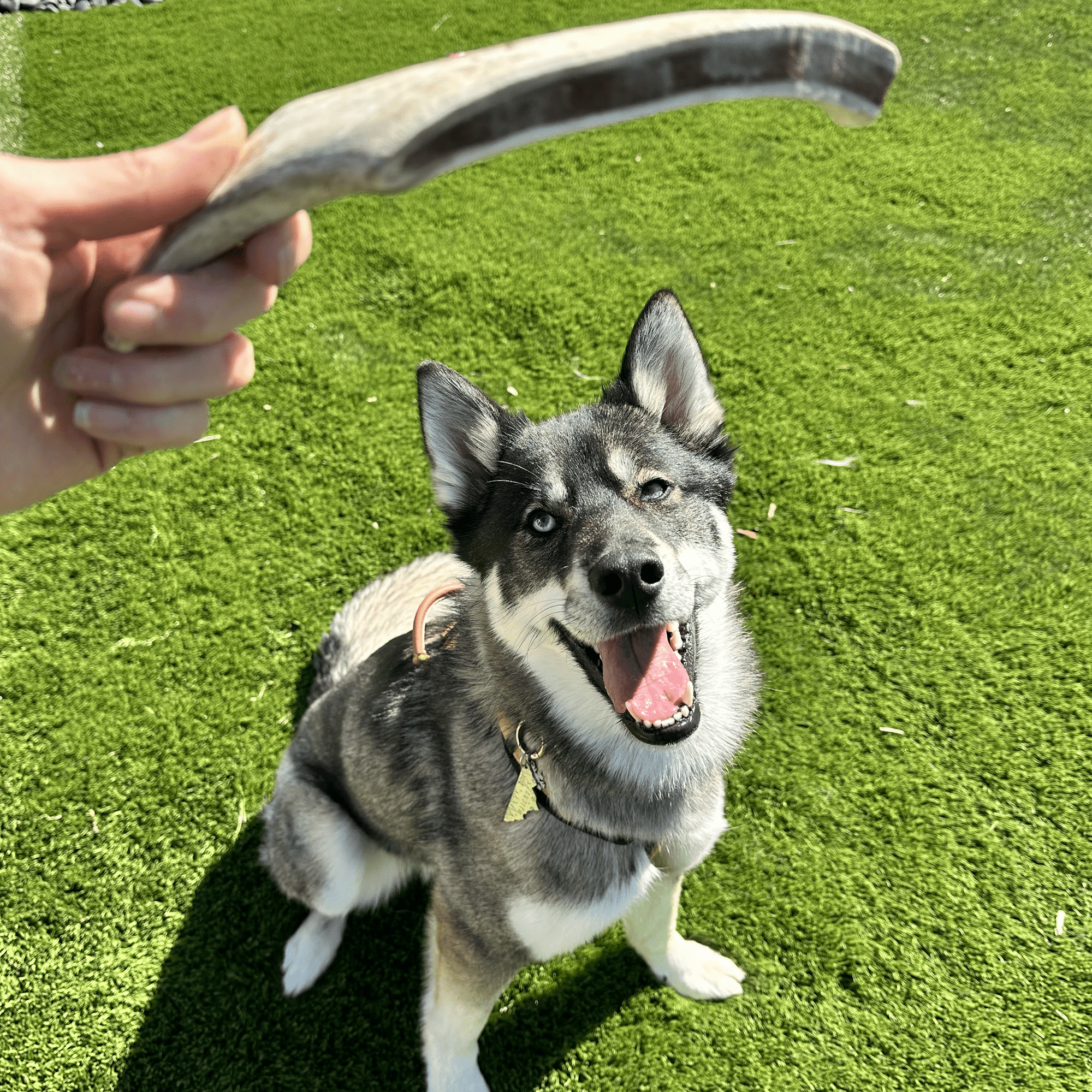Farm To Pet Reindeer Antler Dog Chews