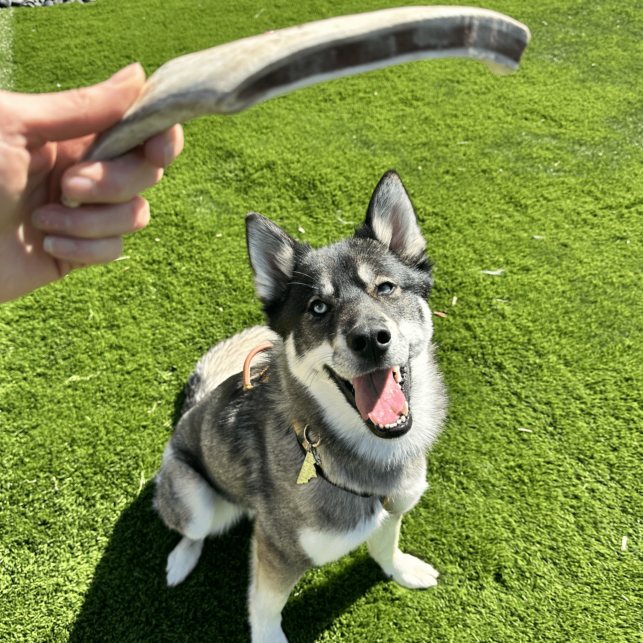Farm To Pet Reindeer Antler Dog Chews