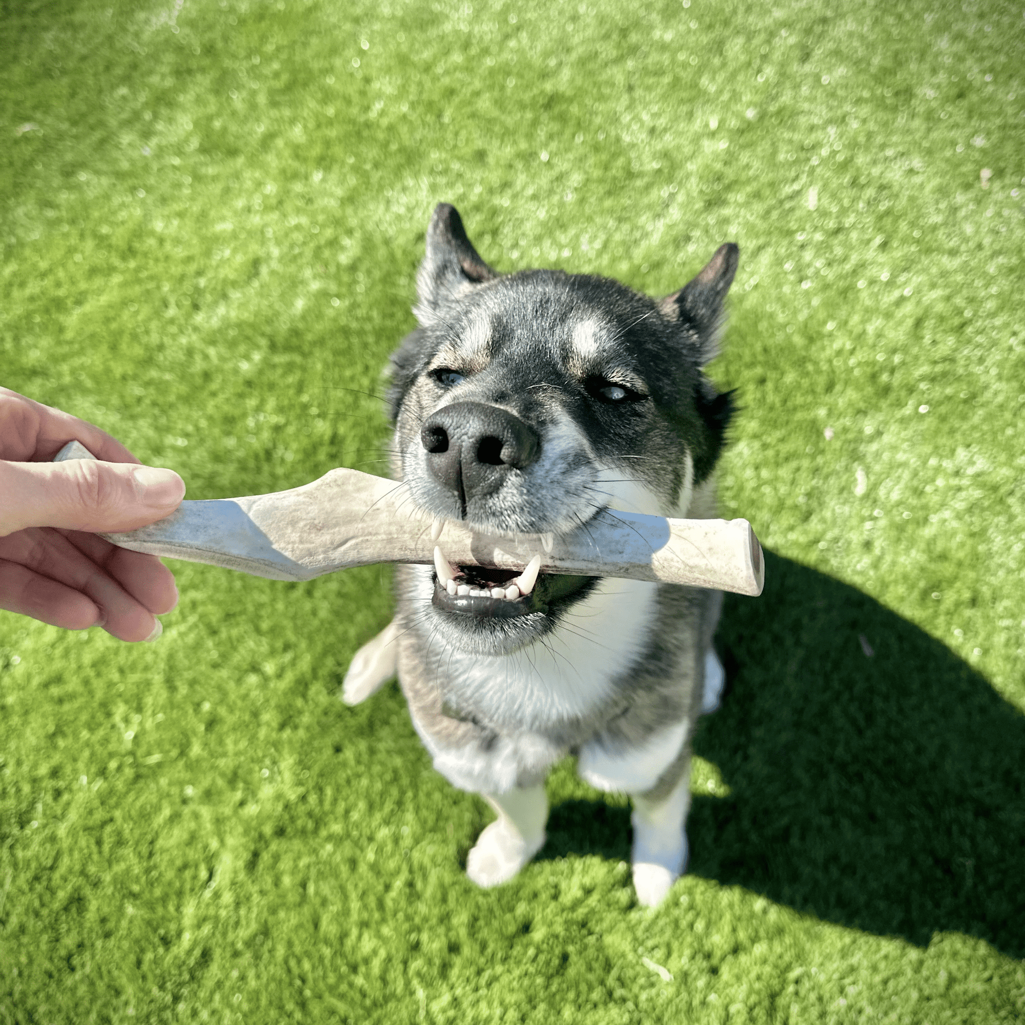 Farm To Pet Reindeer Antler Dog Chews