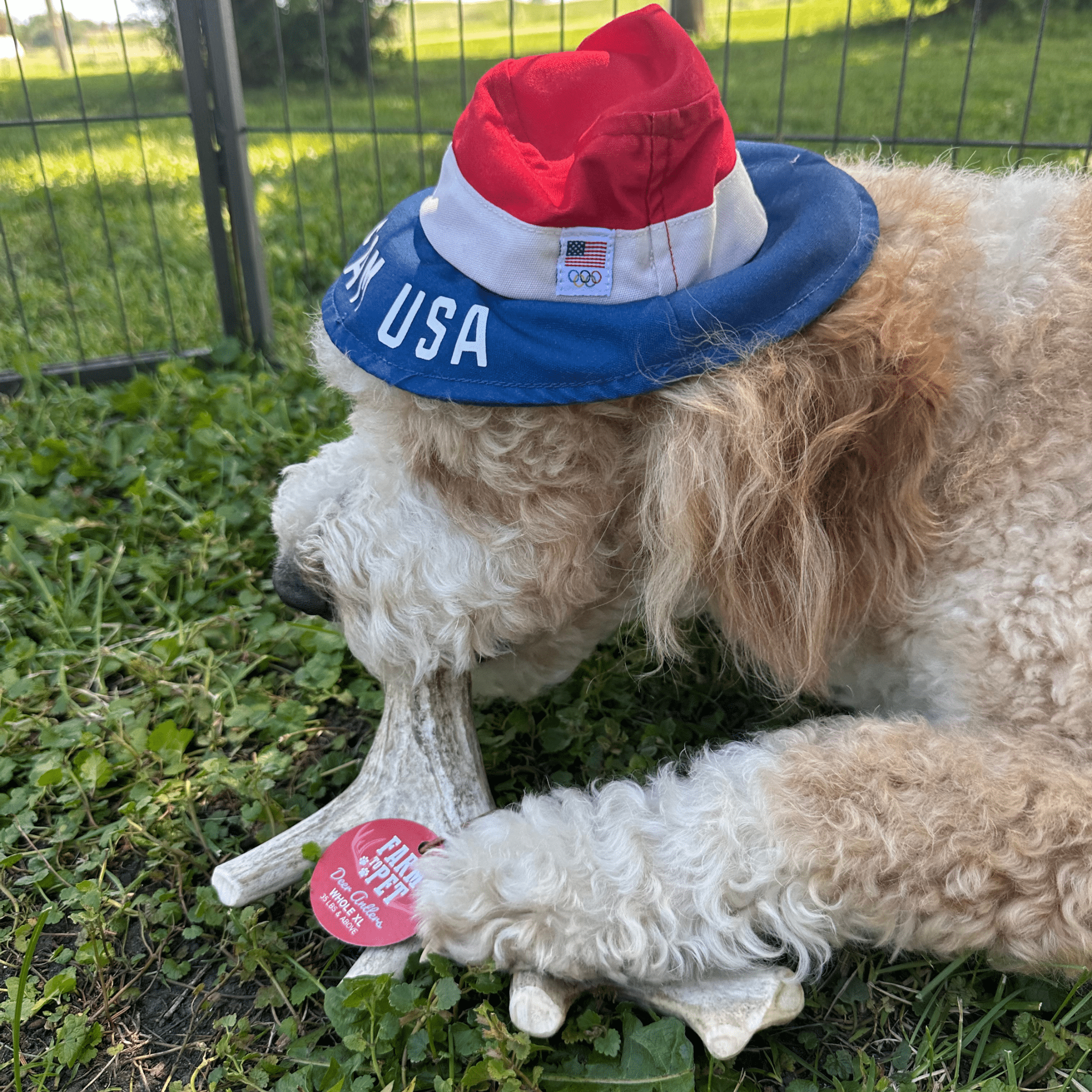 Farm To Pet Deer Antler Dog Chews