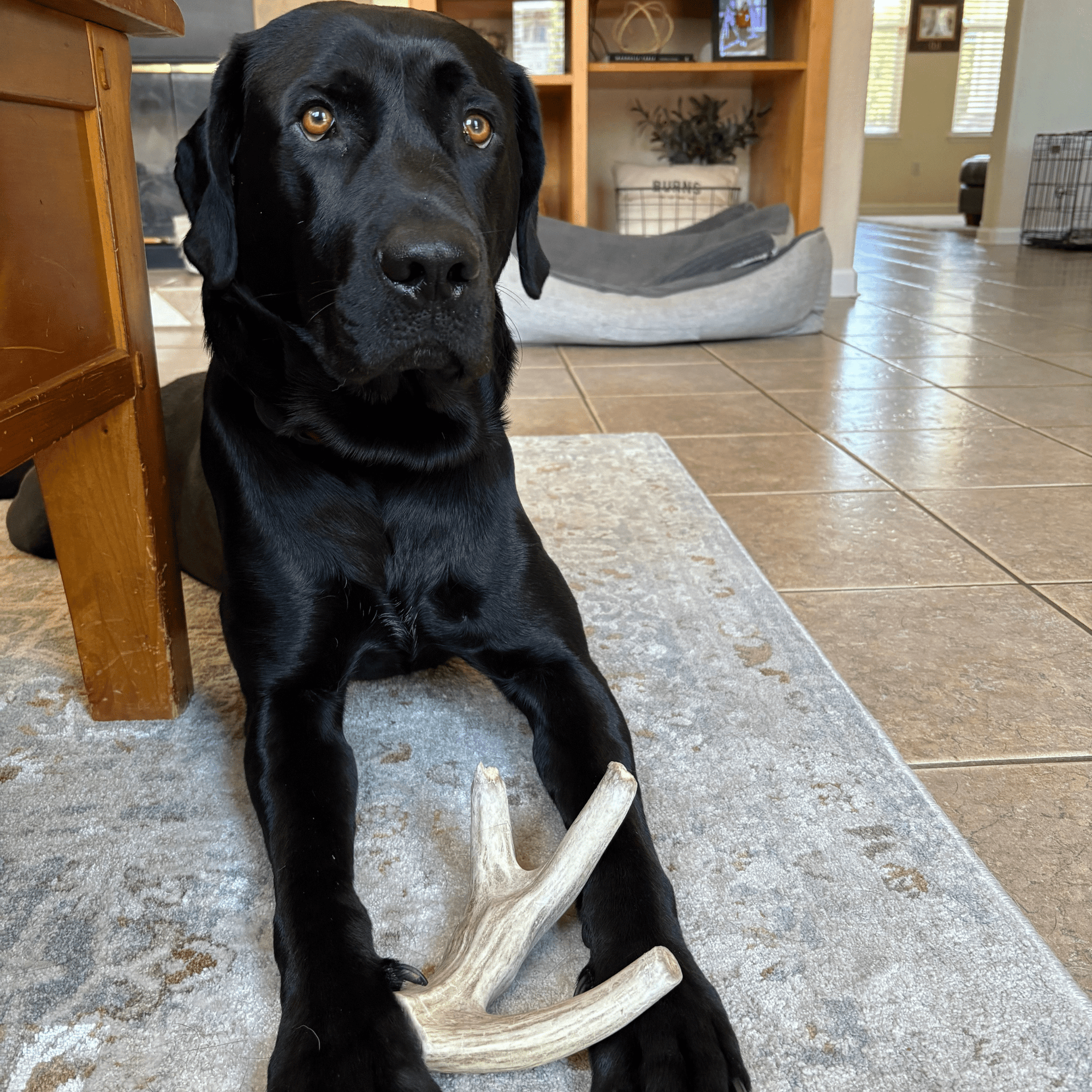 Farm To Pet Deer Antler Dog Chews