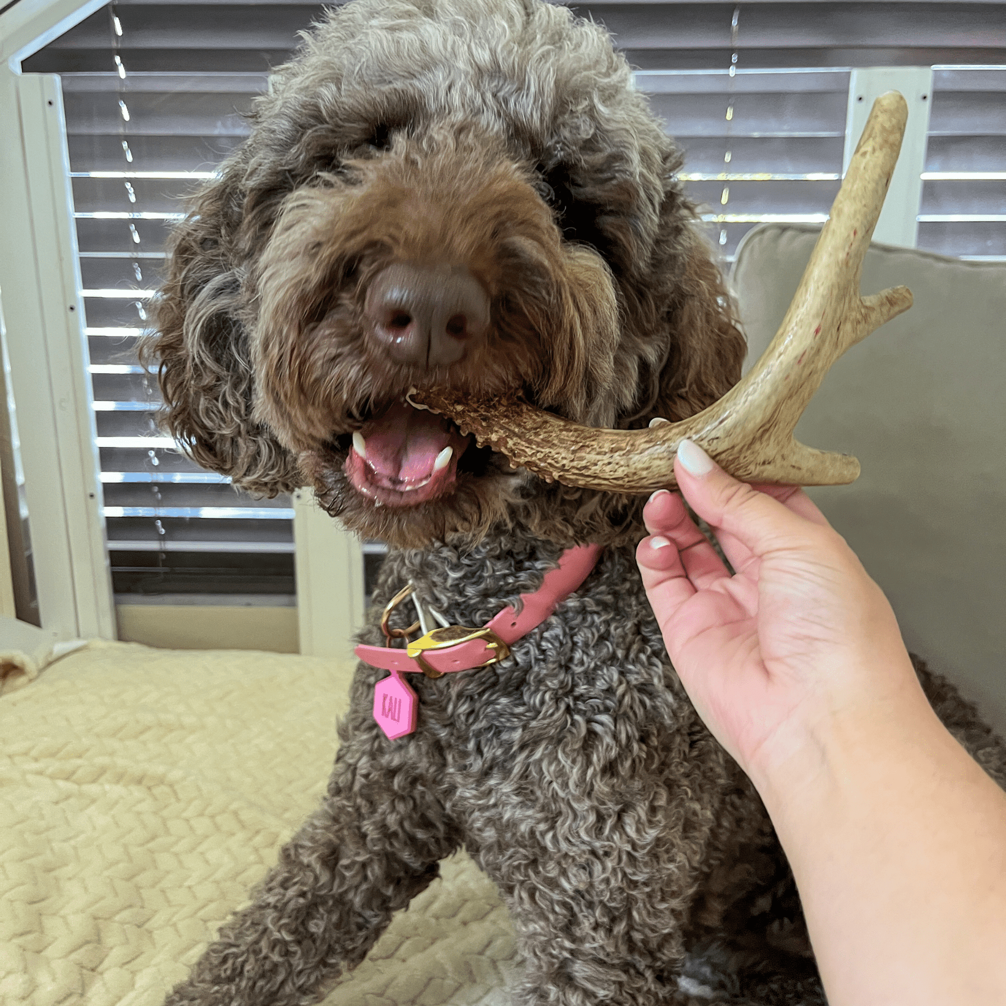 Farm To Pet Deer Antler Dog Chews