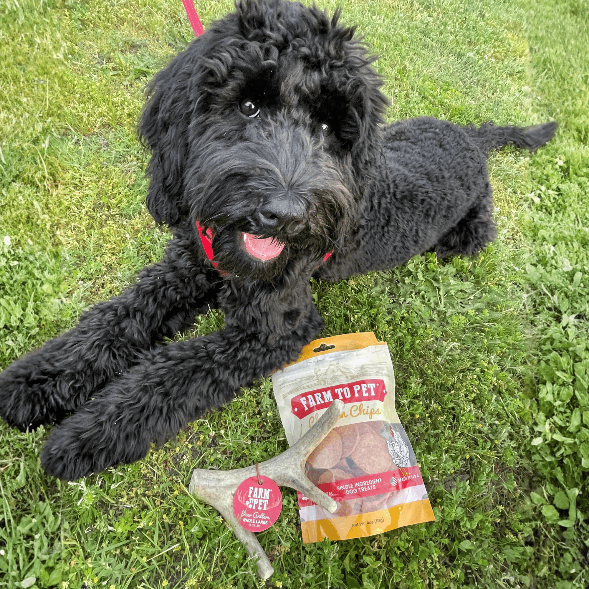 Farm To Pet Deer Antler Dog Chews