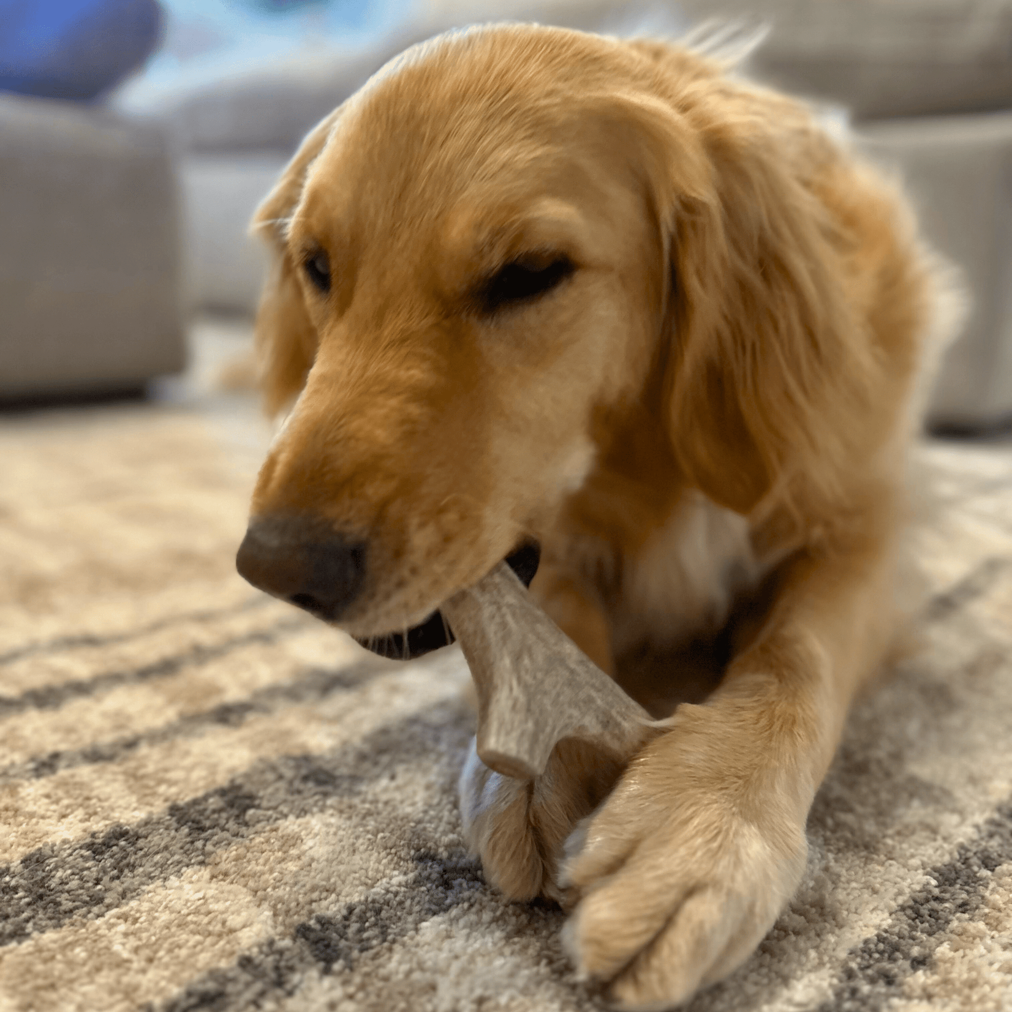 Farm To Pet Deer Antler Dog Chews