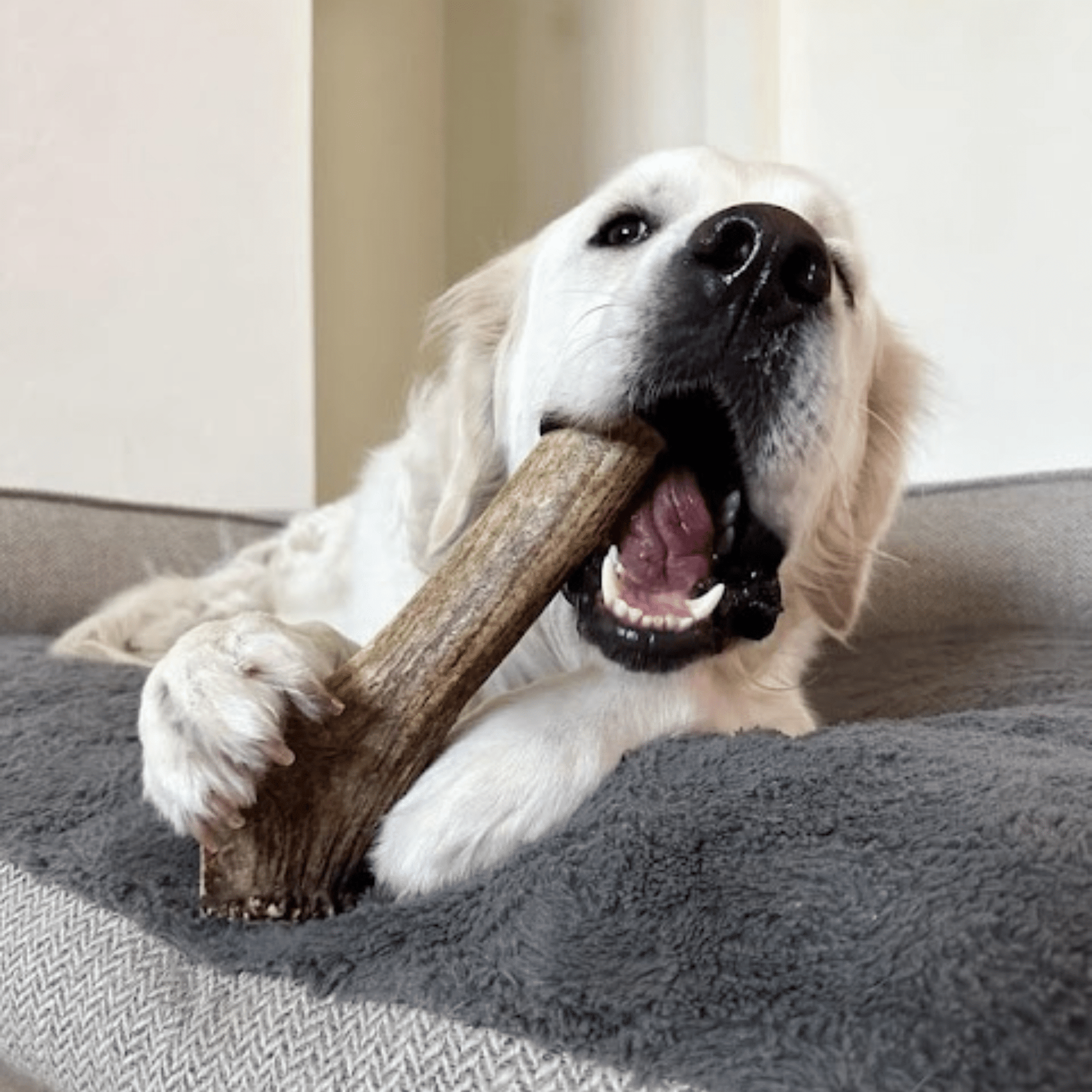 Farm To Pet Elk Antler Dog Chews