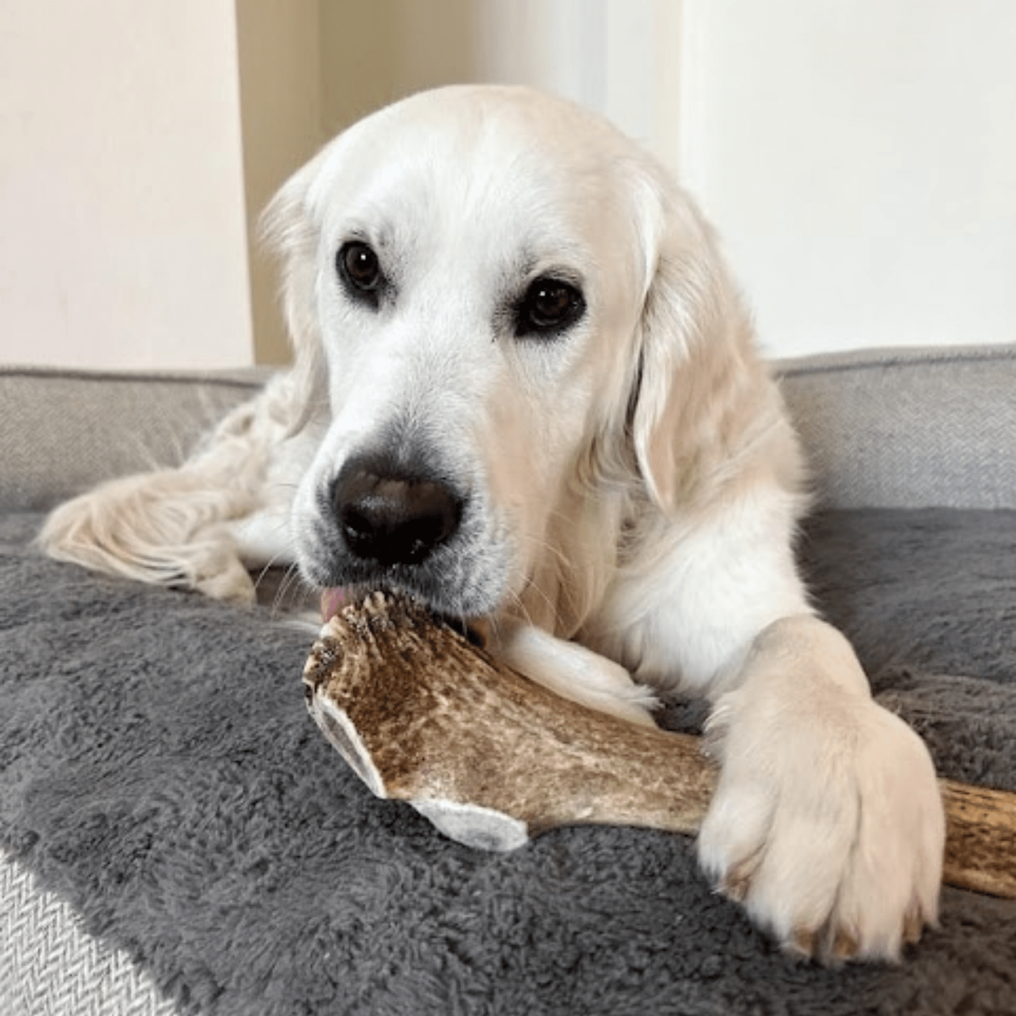 Farm To Pet Elk Antler Dog Chews