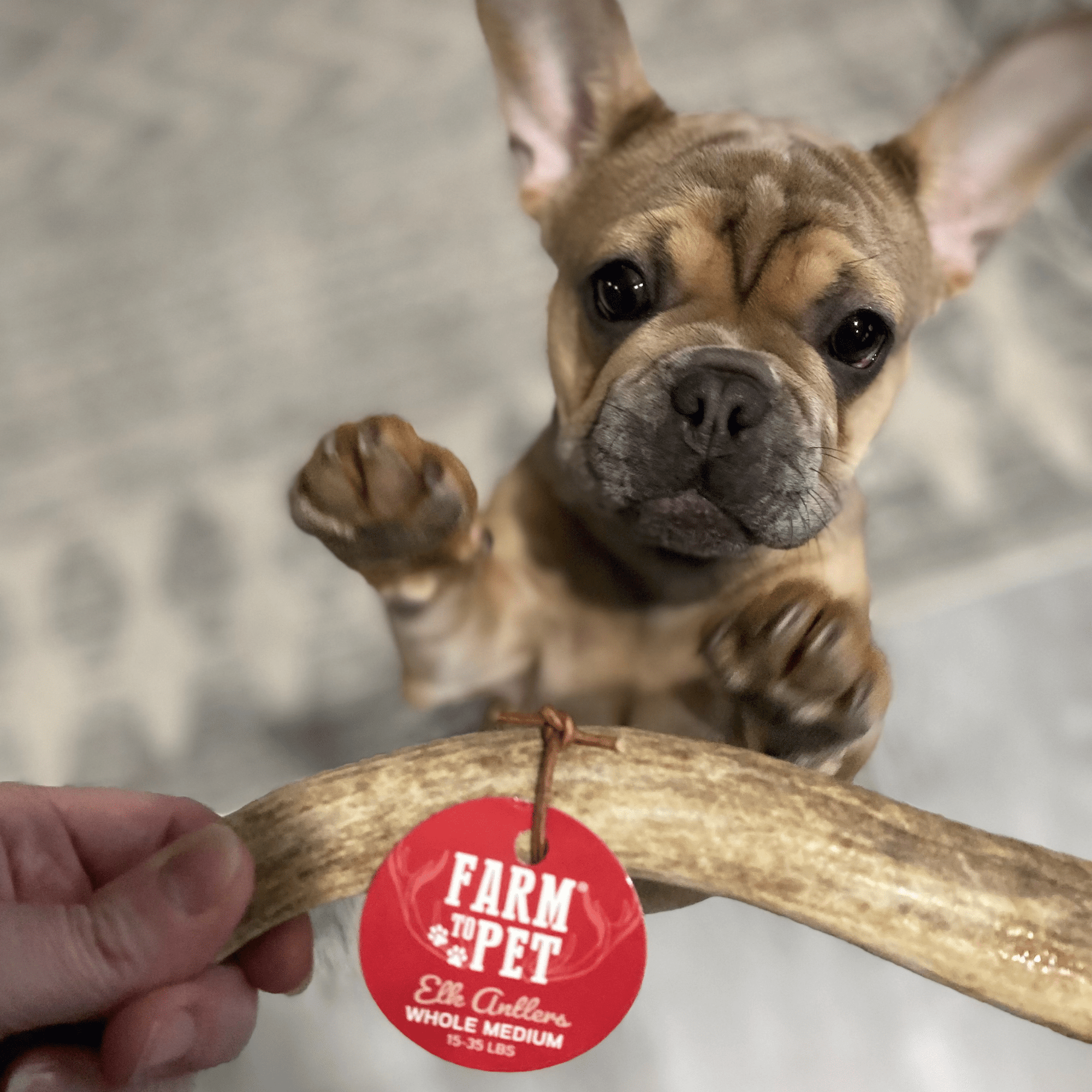Farm To Pet Elk Antler Dog Chews