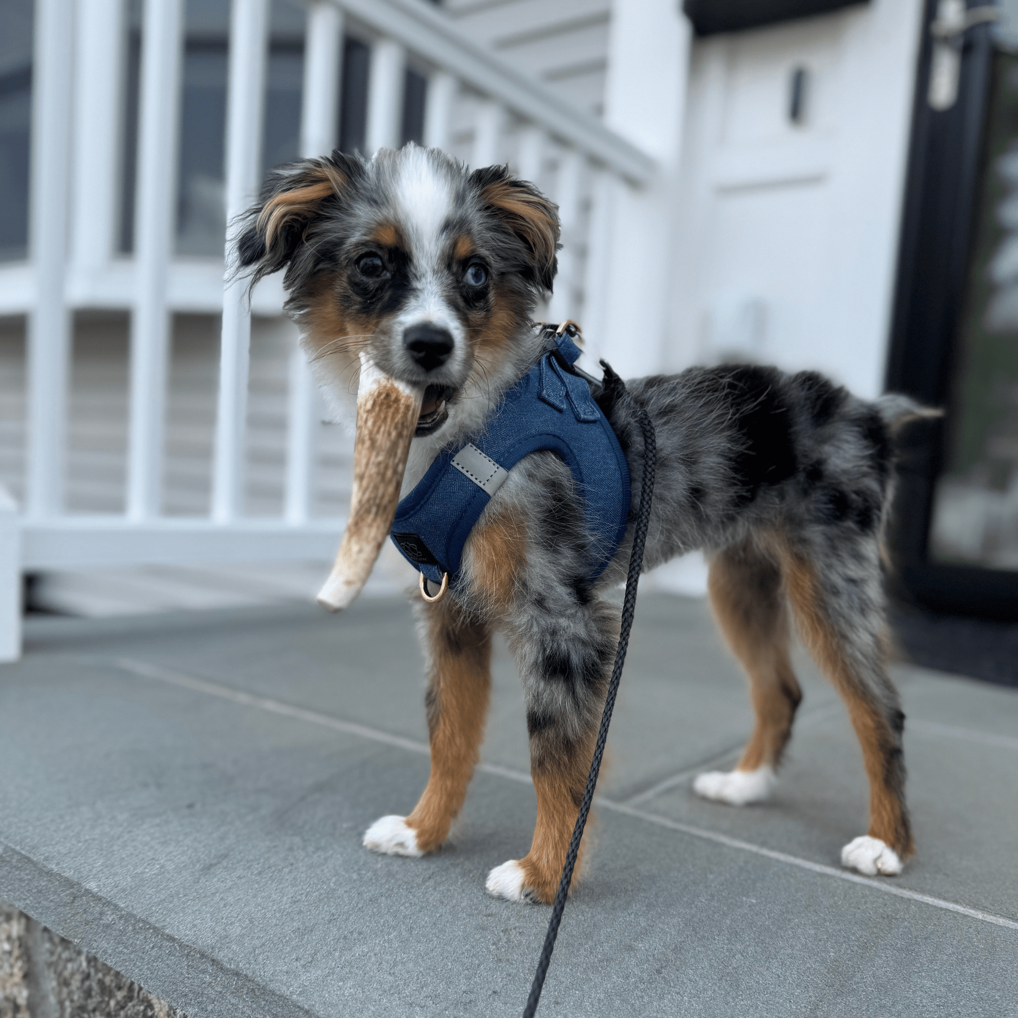 Farm To Pet Elk Antler Dog Chews