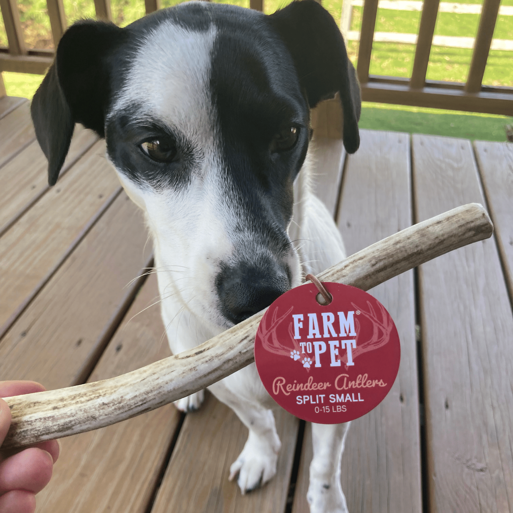 Farm To Pet Reindeer Antler Dog Chews