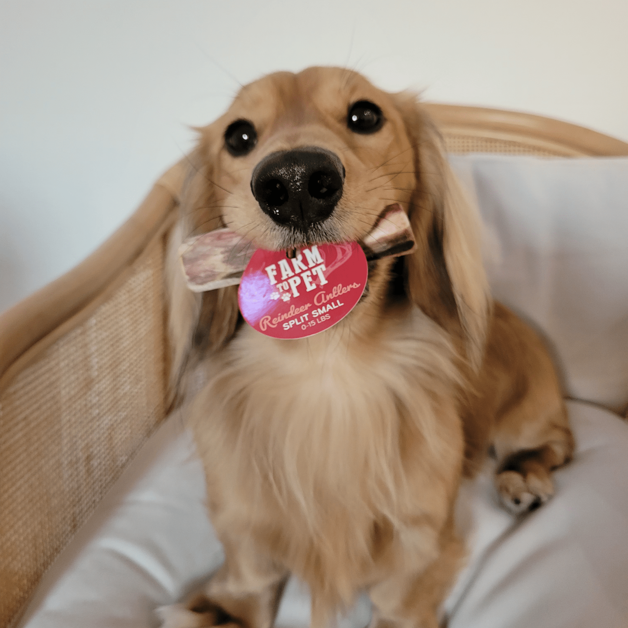 Farm To Pet Reindeer Antler Dog Chews