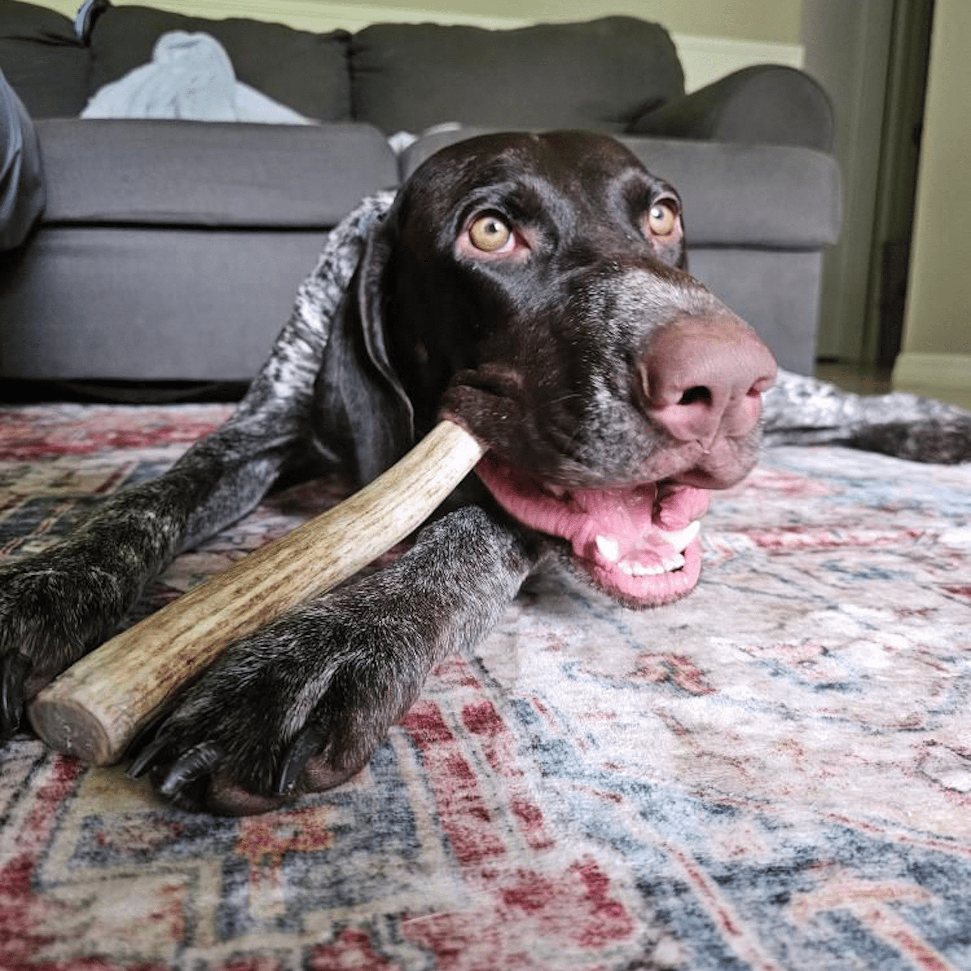 Farm To Pet Reindeer Antler Dog Chews