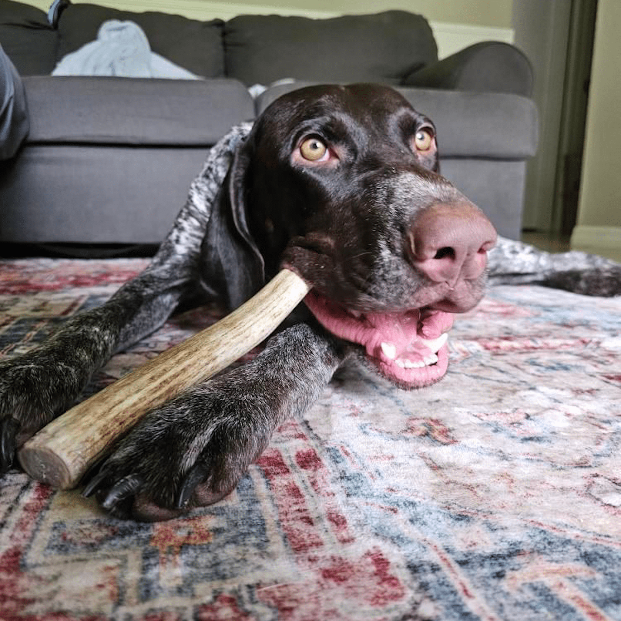 Farm To Pet Reindeer Antler Dog Chews