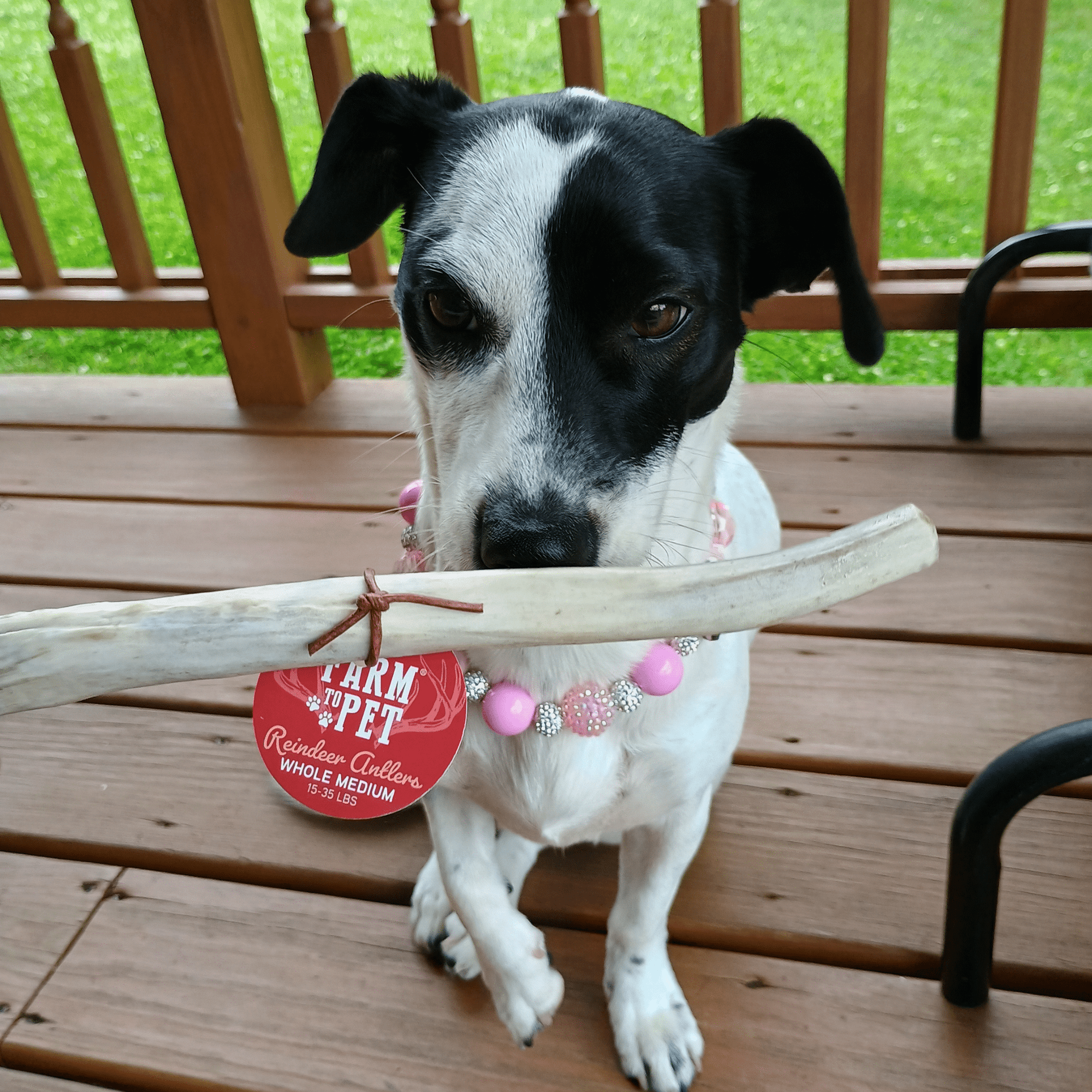 Farm To Pet Reindeer Antler Dog Chews