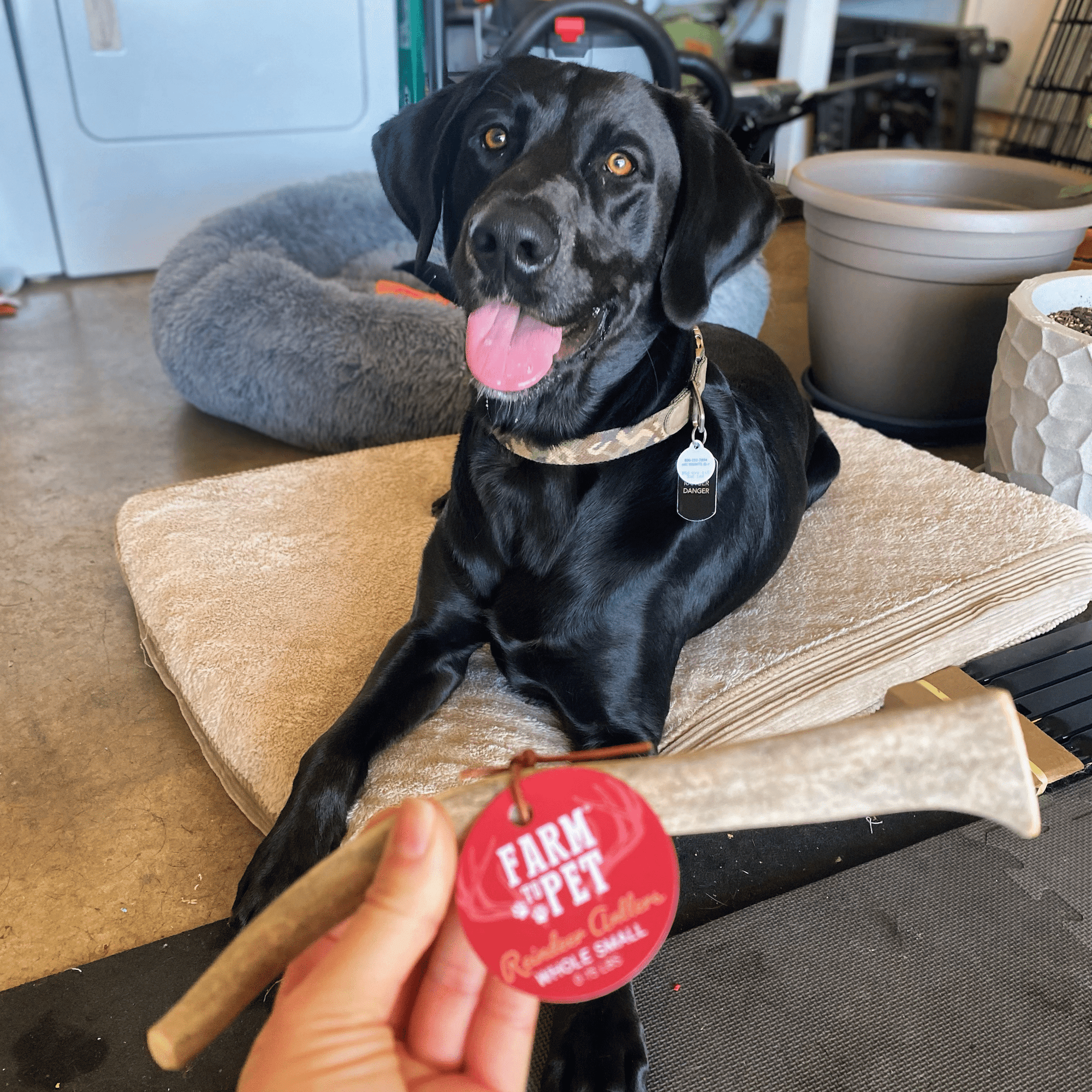 Farm To Pet Reindeer Antler Dog Chews
